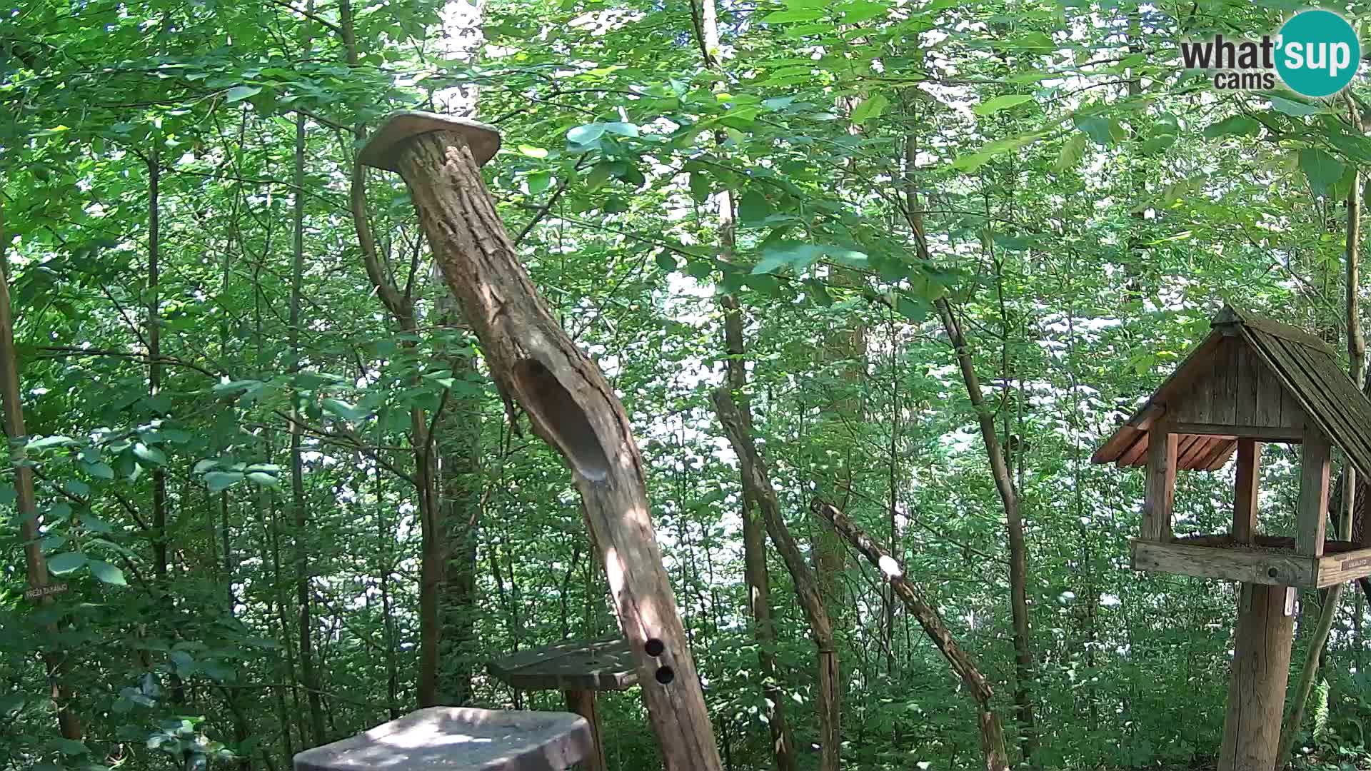 Bird feeders at ZOO Ljubljana webcam