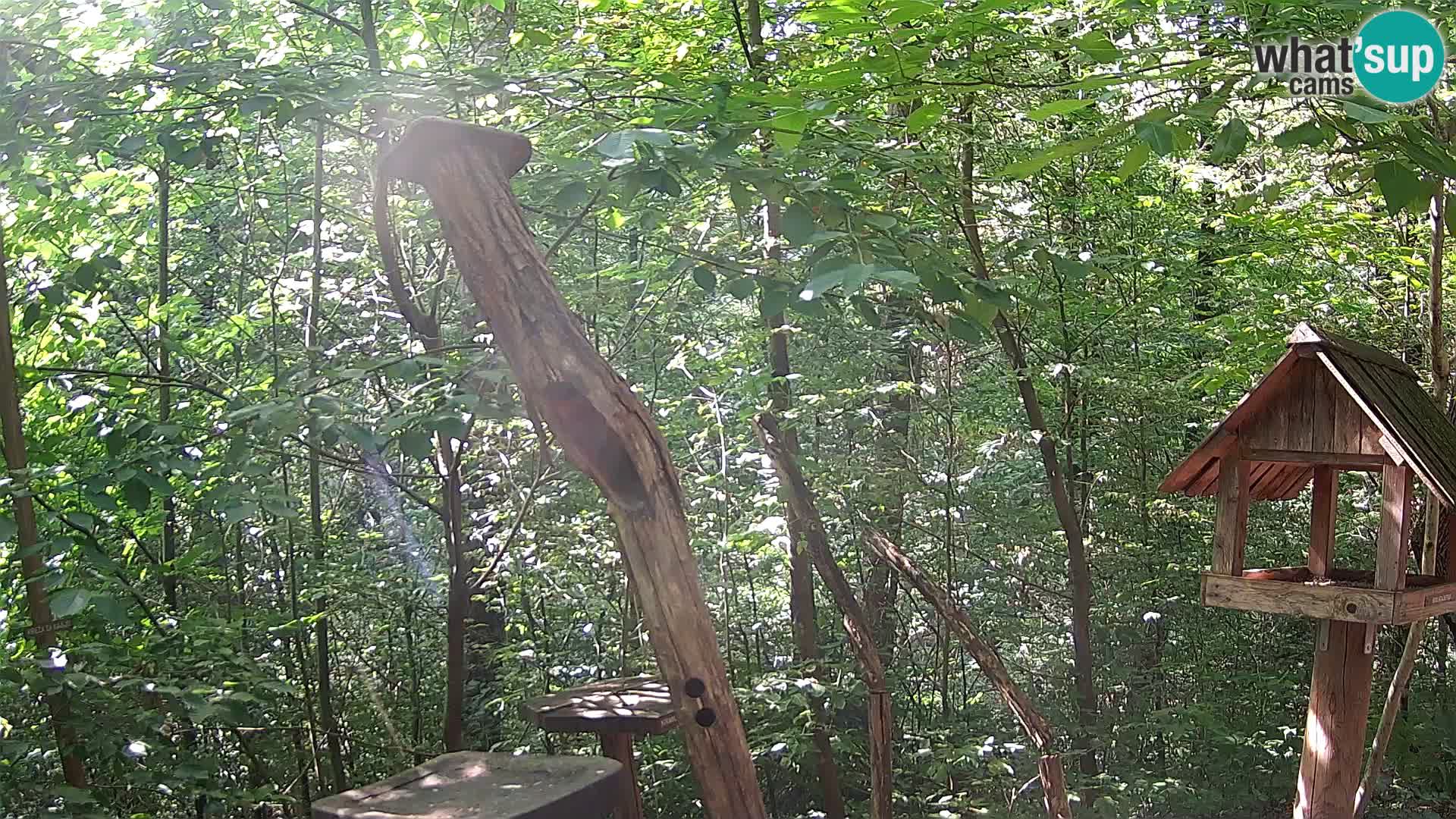 Bird feeders at ZOO Ljubljana webcam