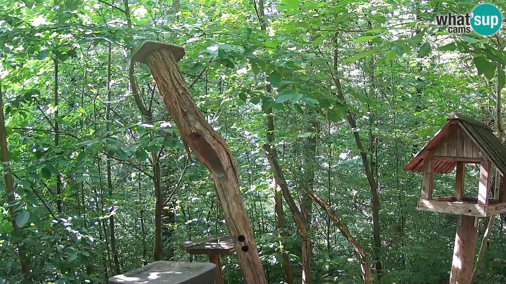 Bird feeders at ZOO Ljubljana webcam