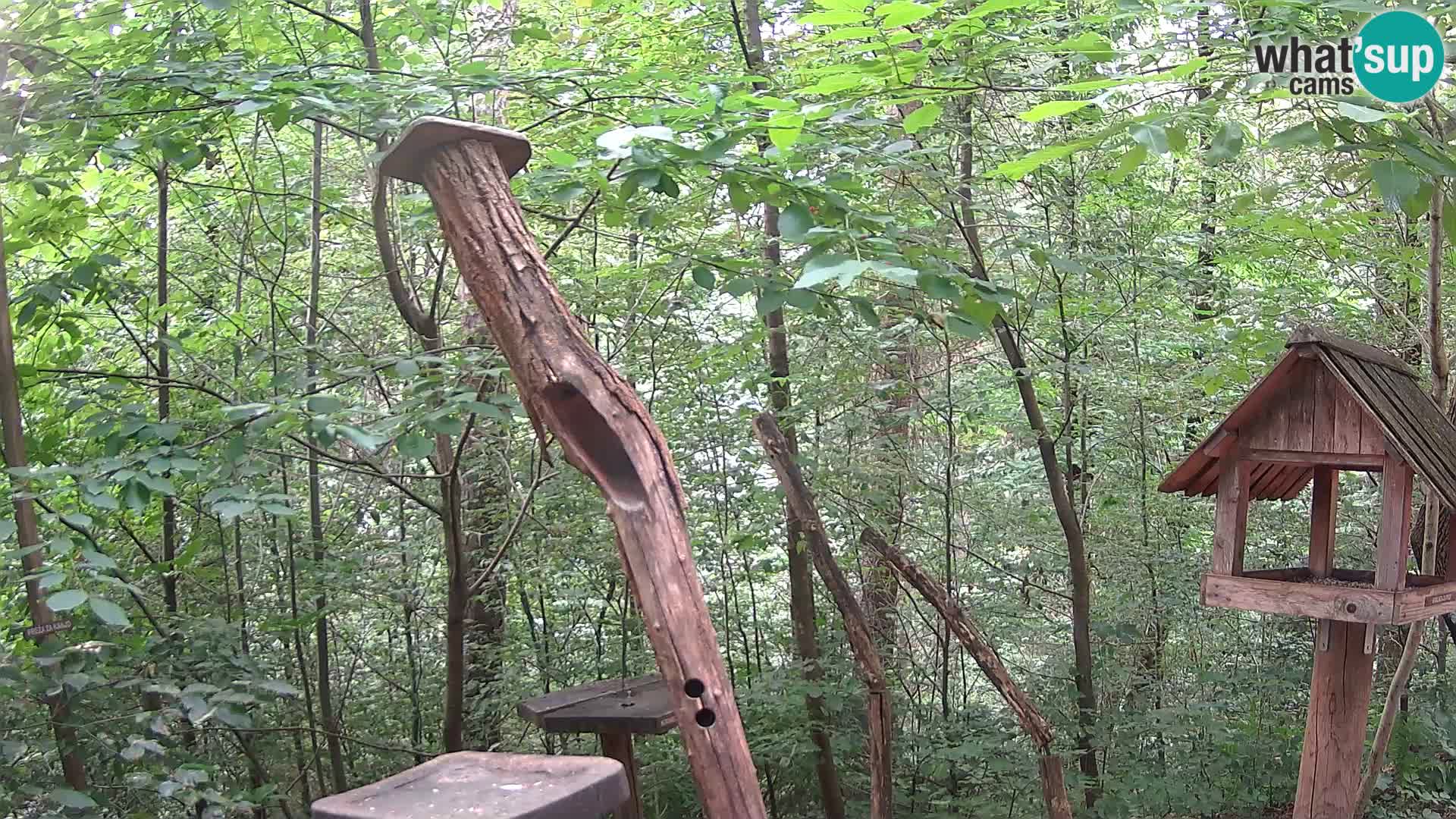 Bird feeders at ZOO Ljubljana webcam
