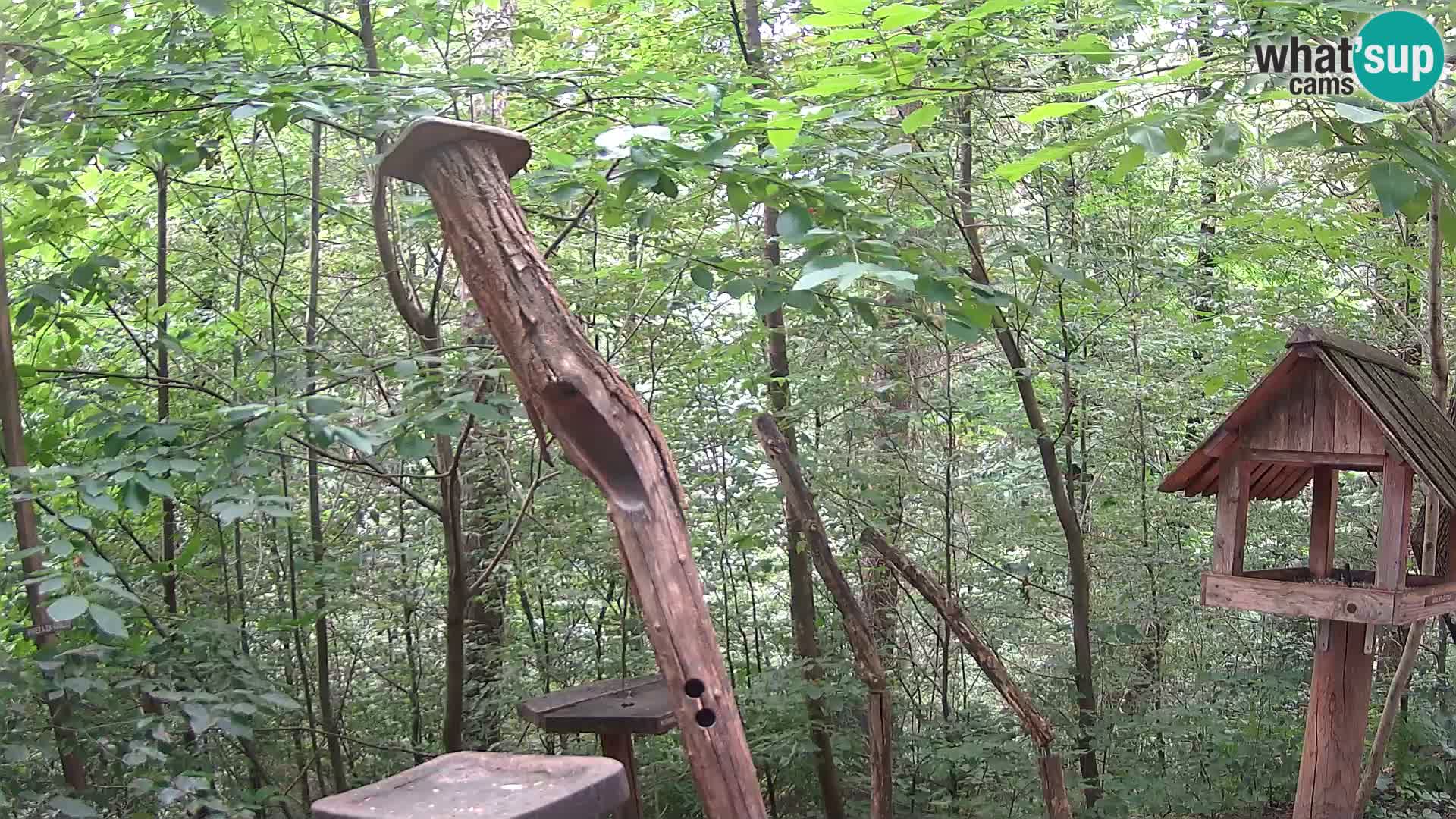 Bird feeders at ZOO Ljubljana webcam