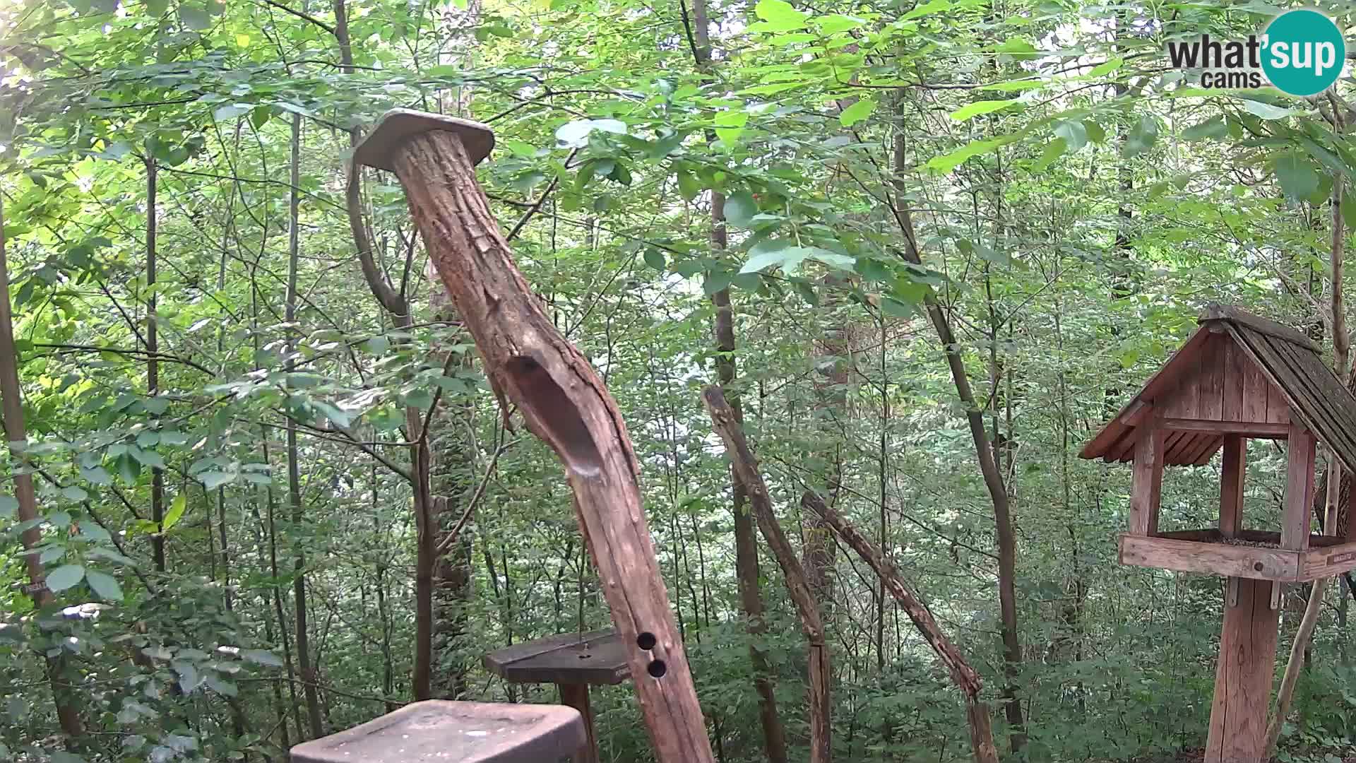 Bird feeders at ZOO Ljubljana webcam