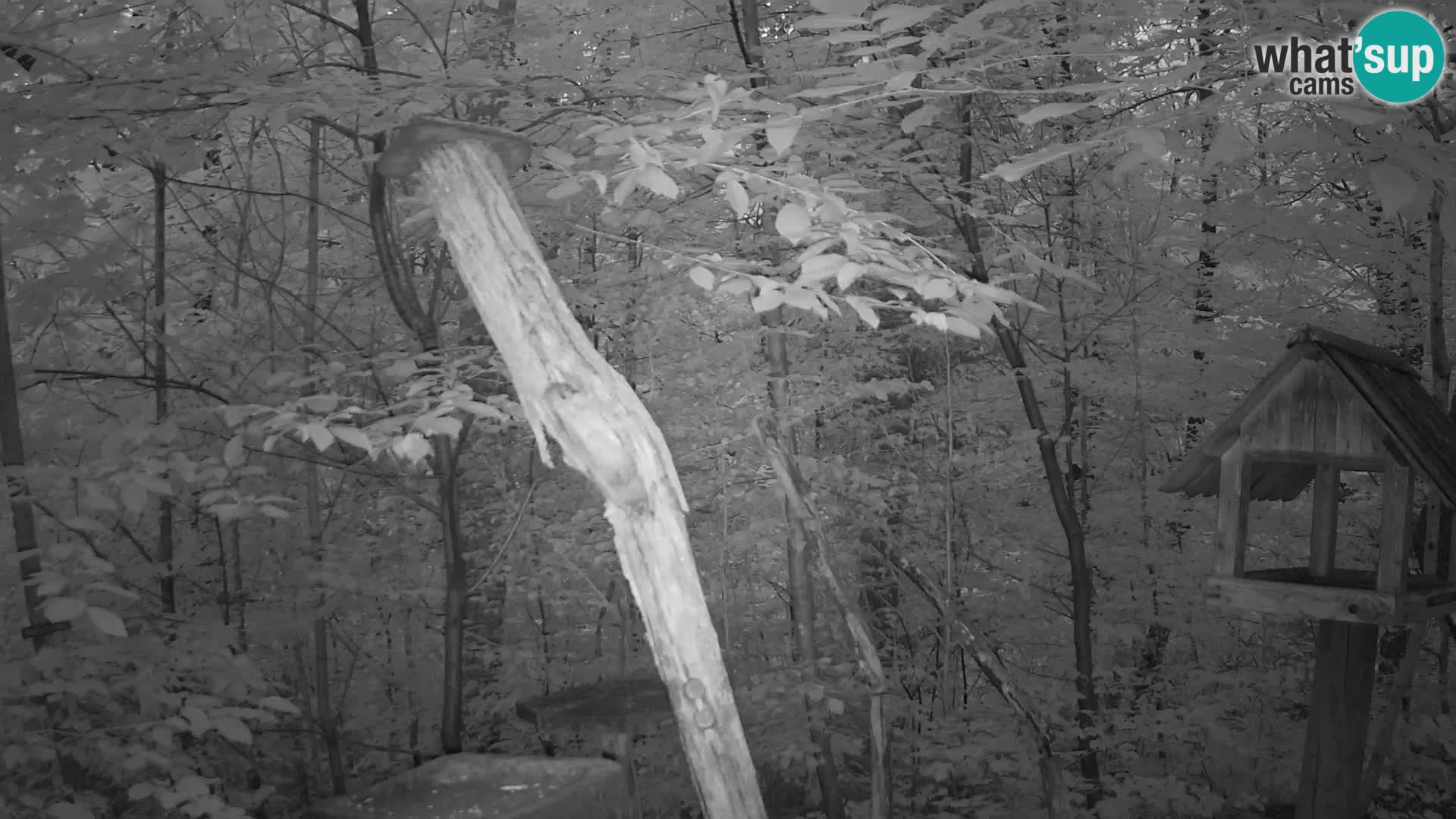 Bird feeders at ZOO Ljubljana webcam