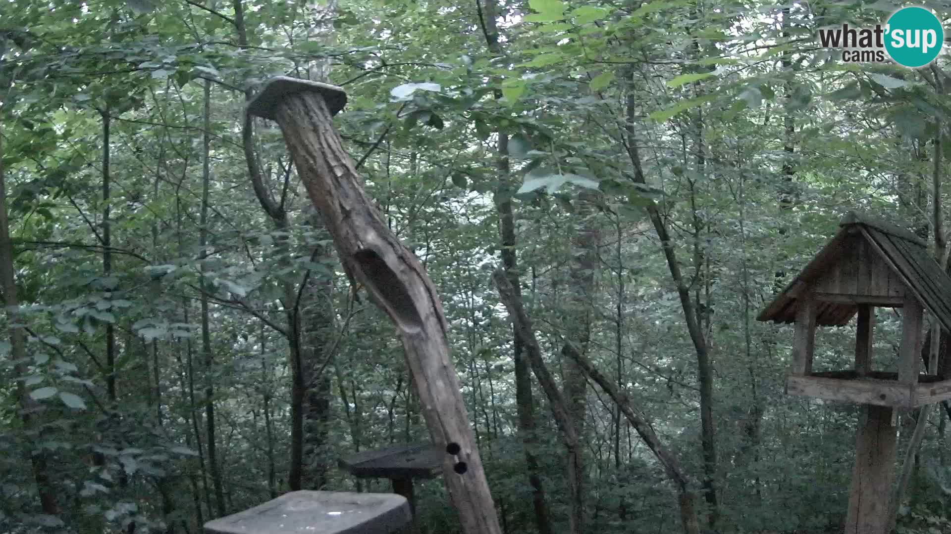 Mangiatoie per uccelli allo ZOO di Lubiana livecam