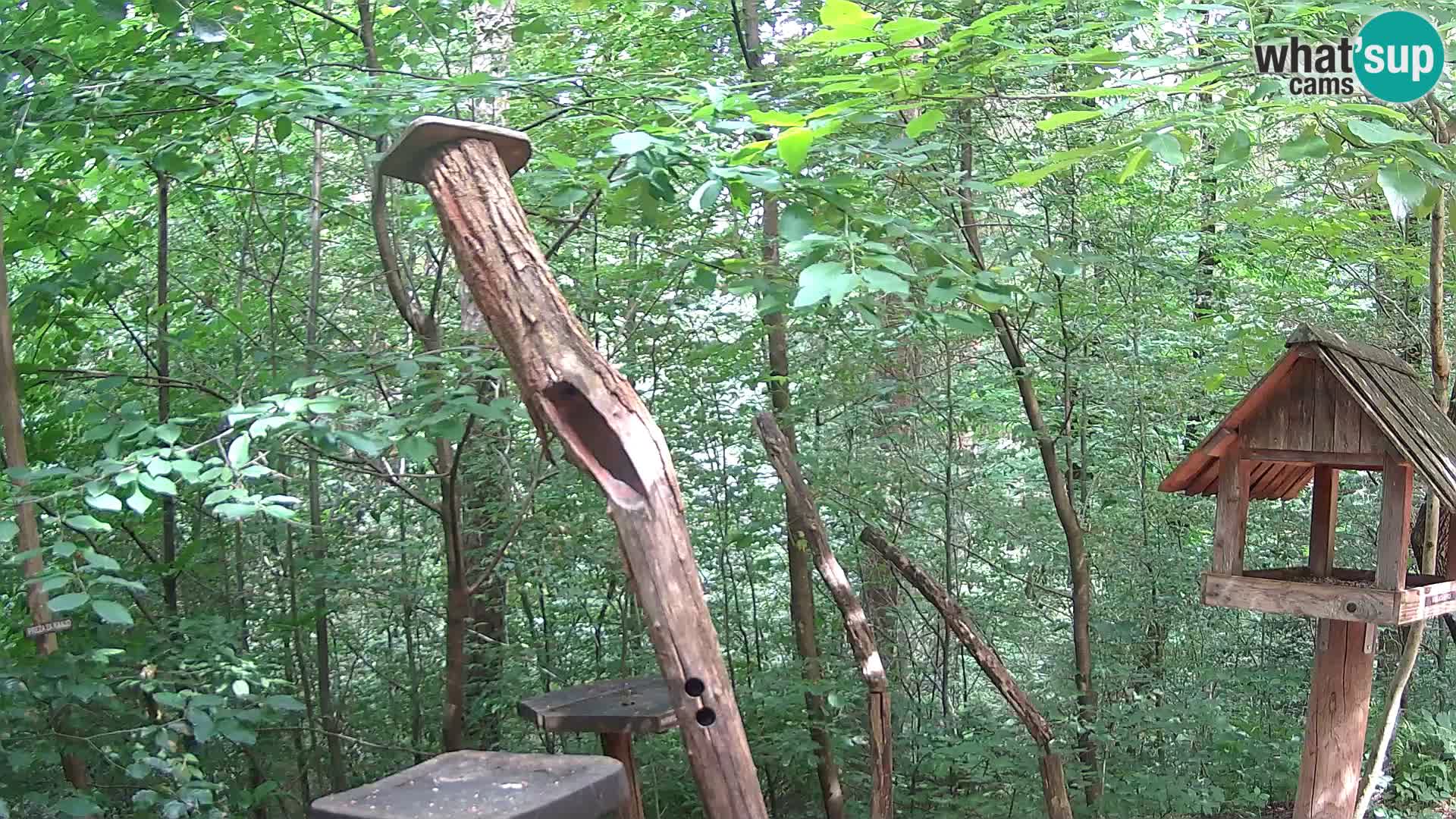 Mangeoires pour oiseaux au ZOO live webcam Ljubljana