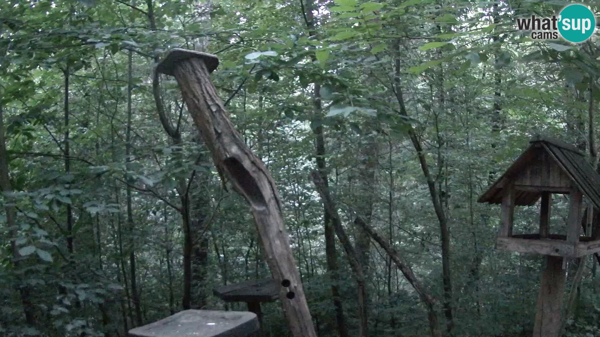 Mangiatoie per uccelli allo ZOO di Lubiana livecam
