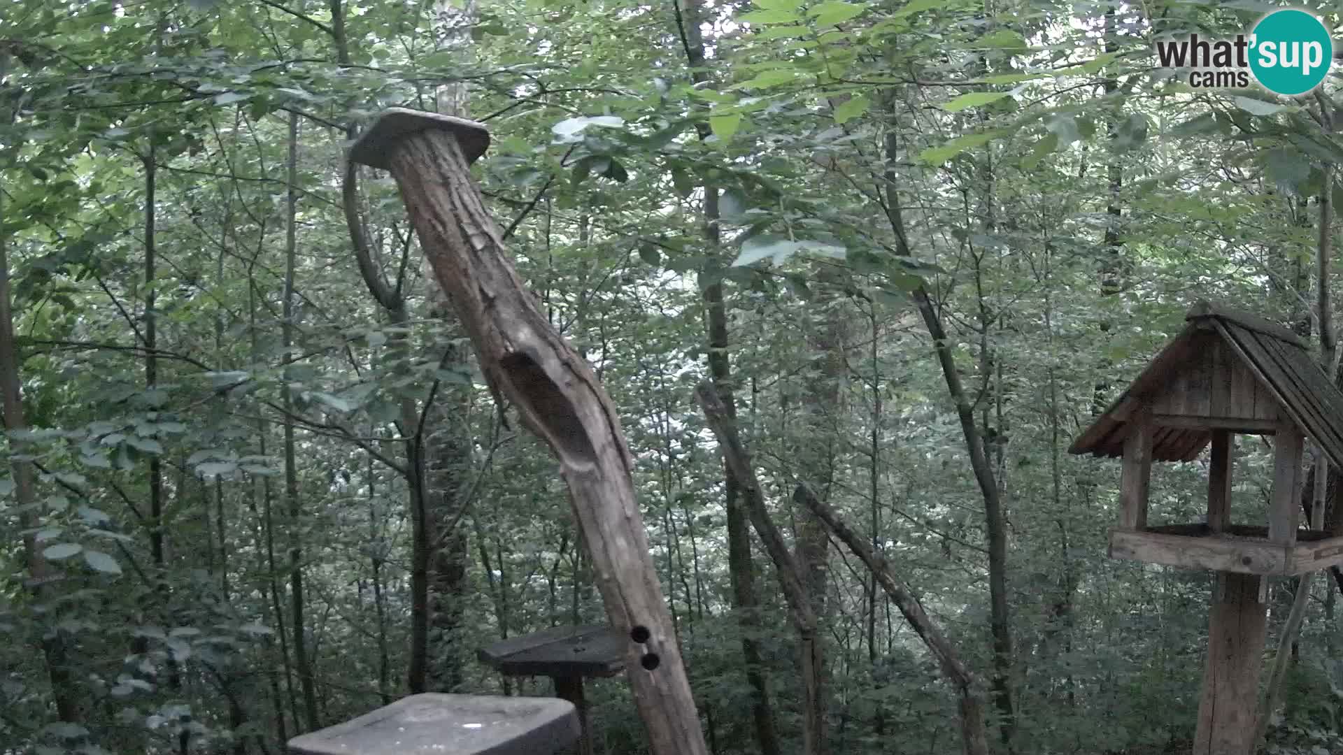 Bird feeders at ZOO Ljubljana webcam