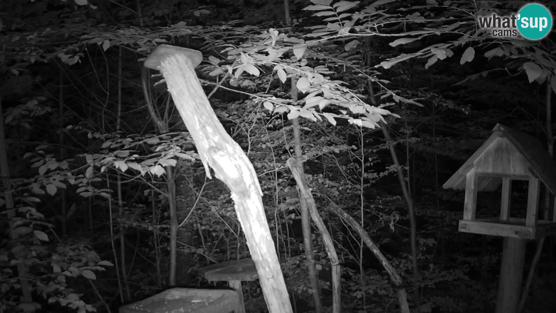Bird feeders at ZOO Ljubljana webcam