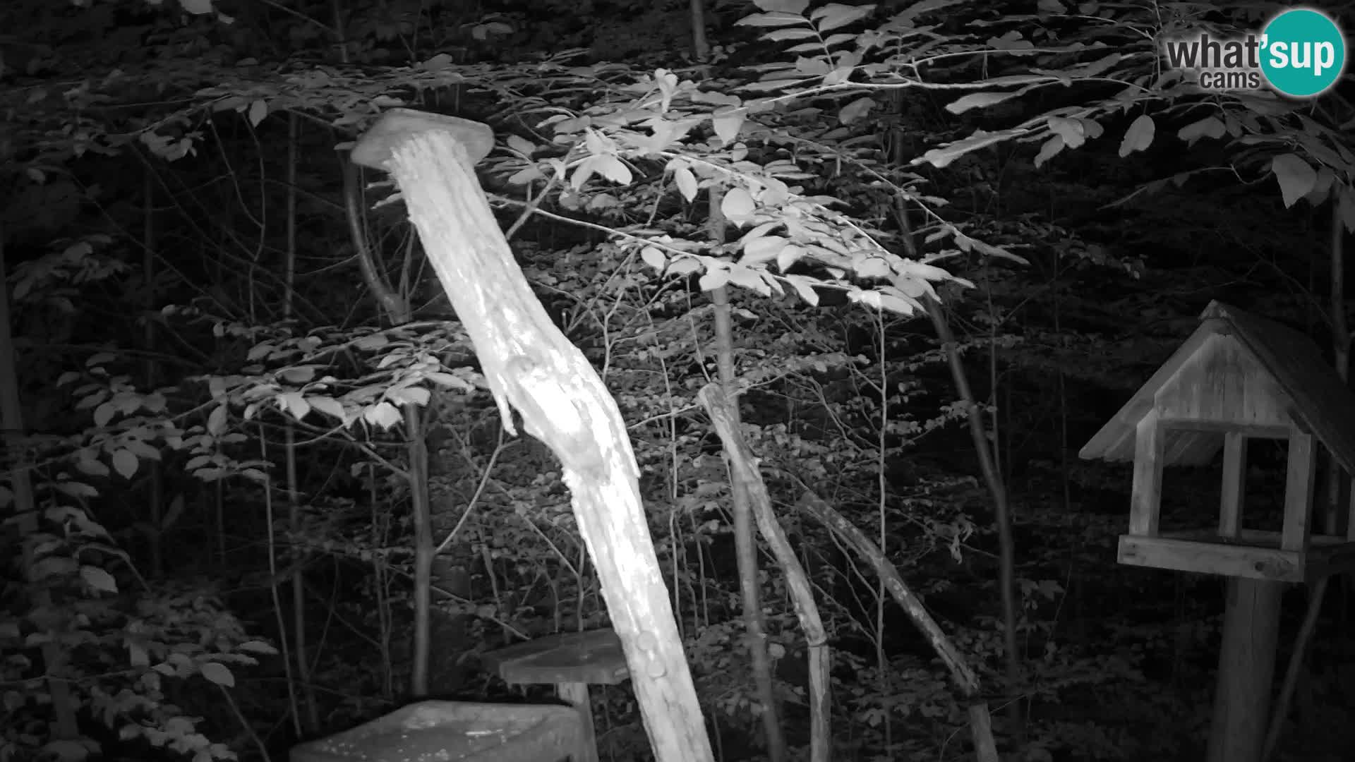 Bird feeders at ZOO Ljubljana webcam
