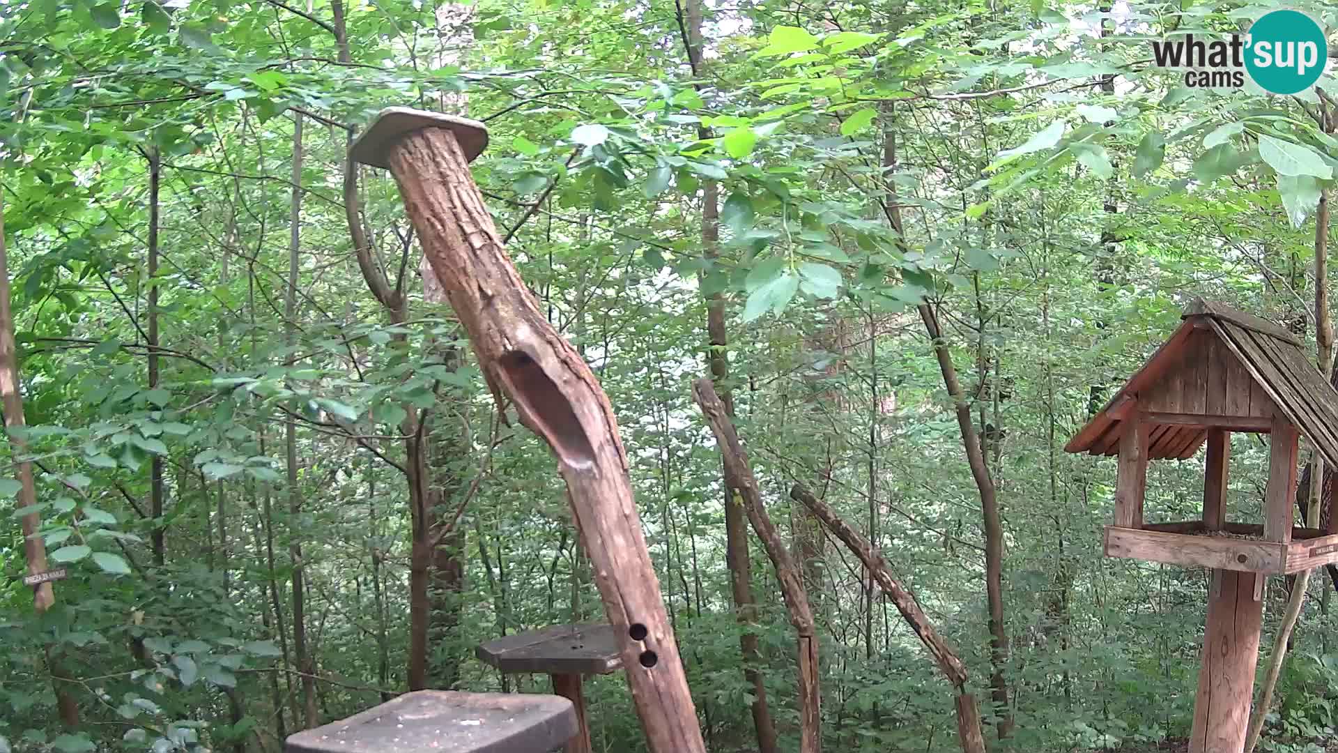 Mangiatoie per uccelli allo ZOO di Lubiana livecam