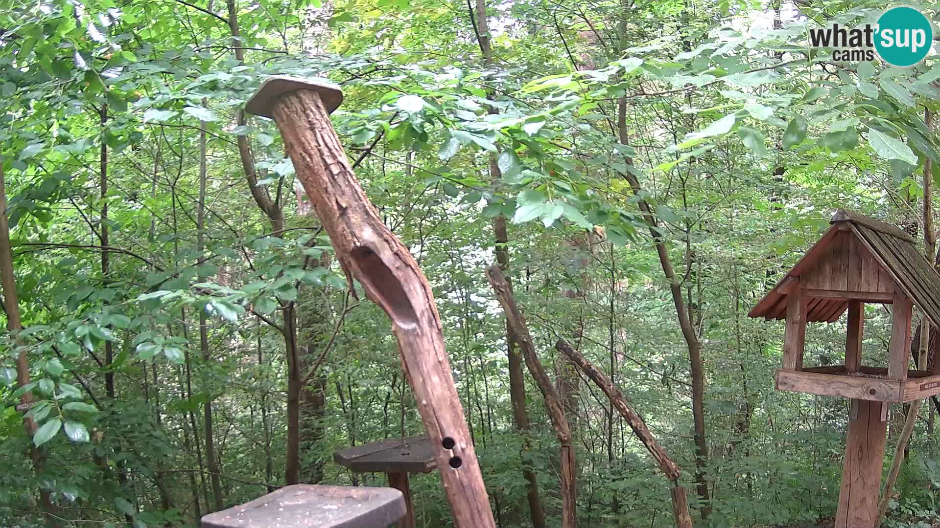 Mangiatoie per uccelli allo ZOO di Lubiana livecam