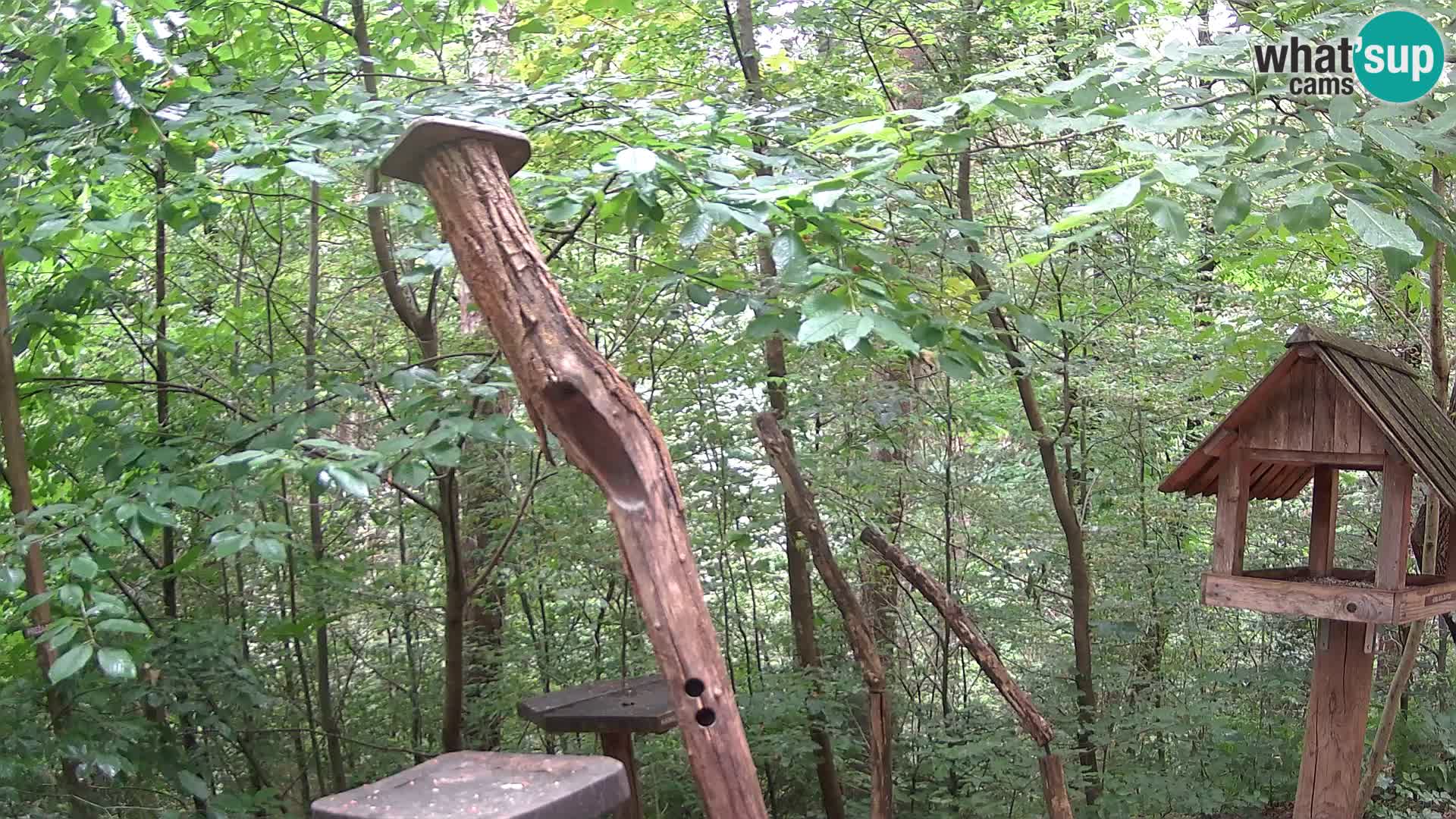 Bird feeders at ZOO Ljubljana webcam