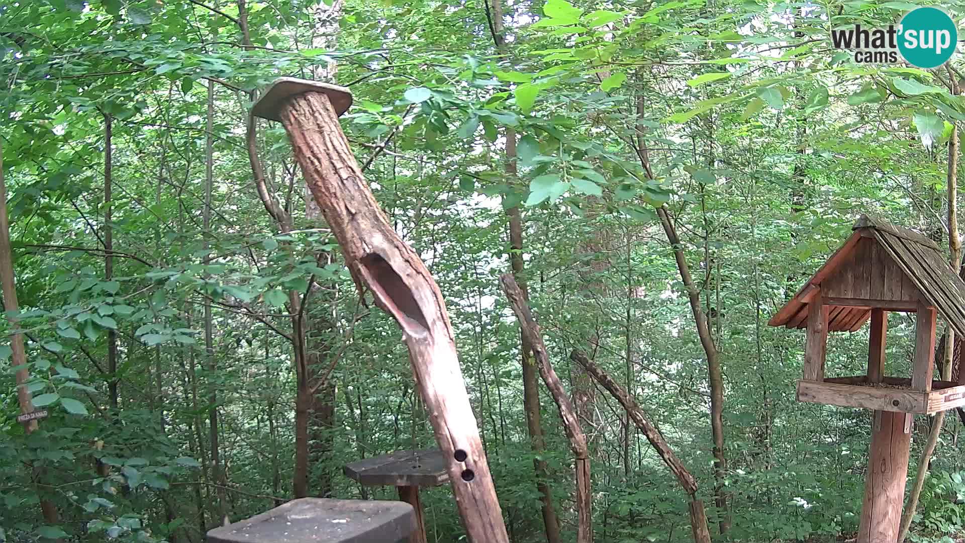Krmilnice za ptiče v ZOO Ljubljana spletna kamera