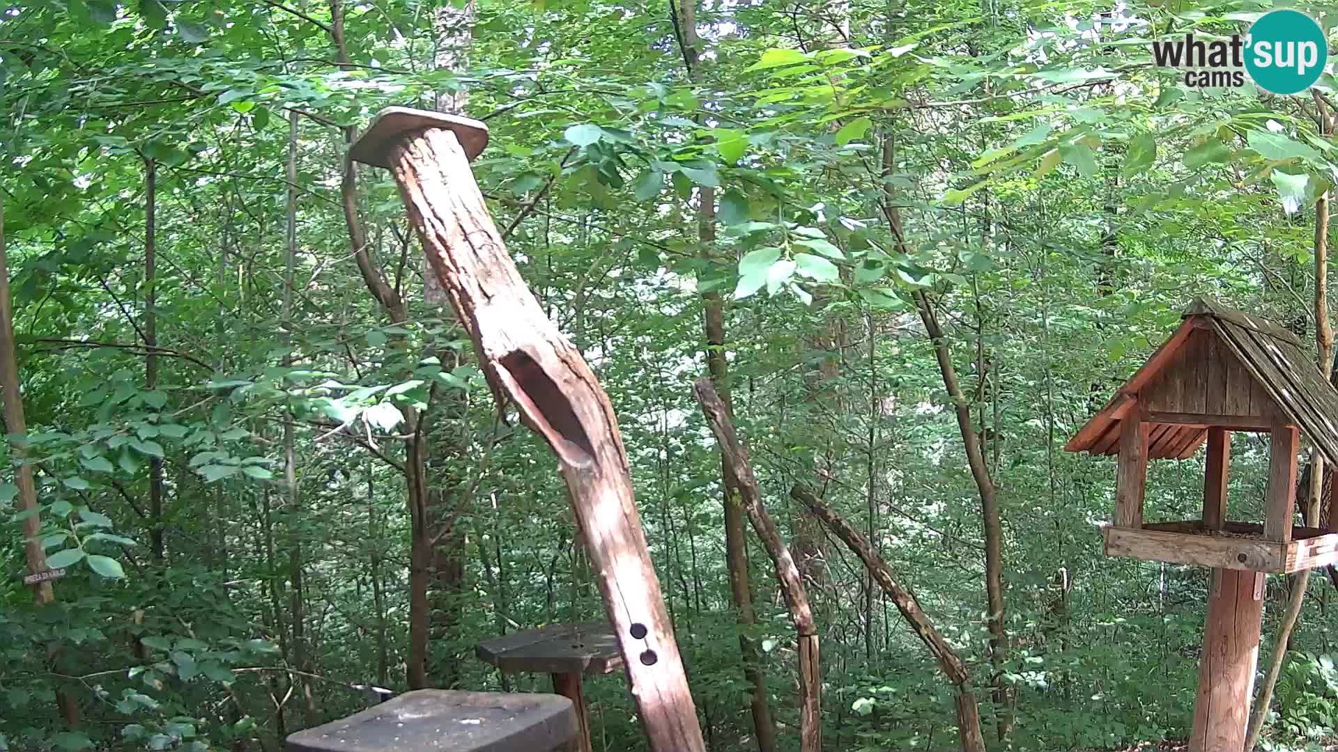 Comederos para pájaros en ZOO Ljubljana camera en vivo