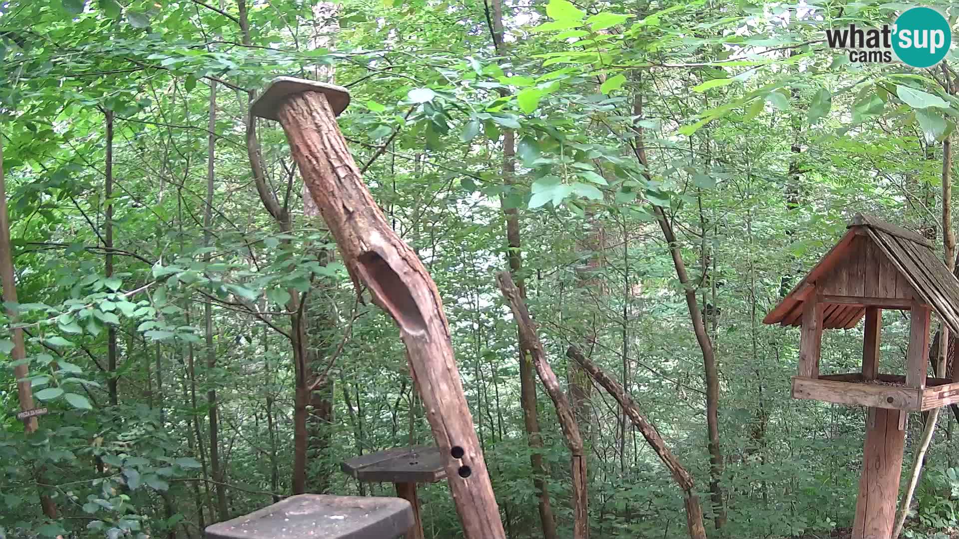 Krmilnice za ptiče v ZOO Ljubljana spletna kamera