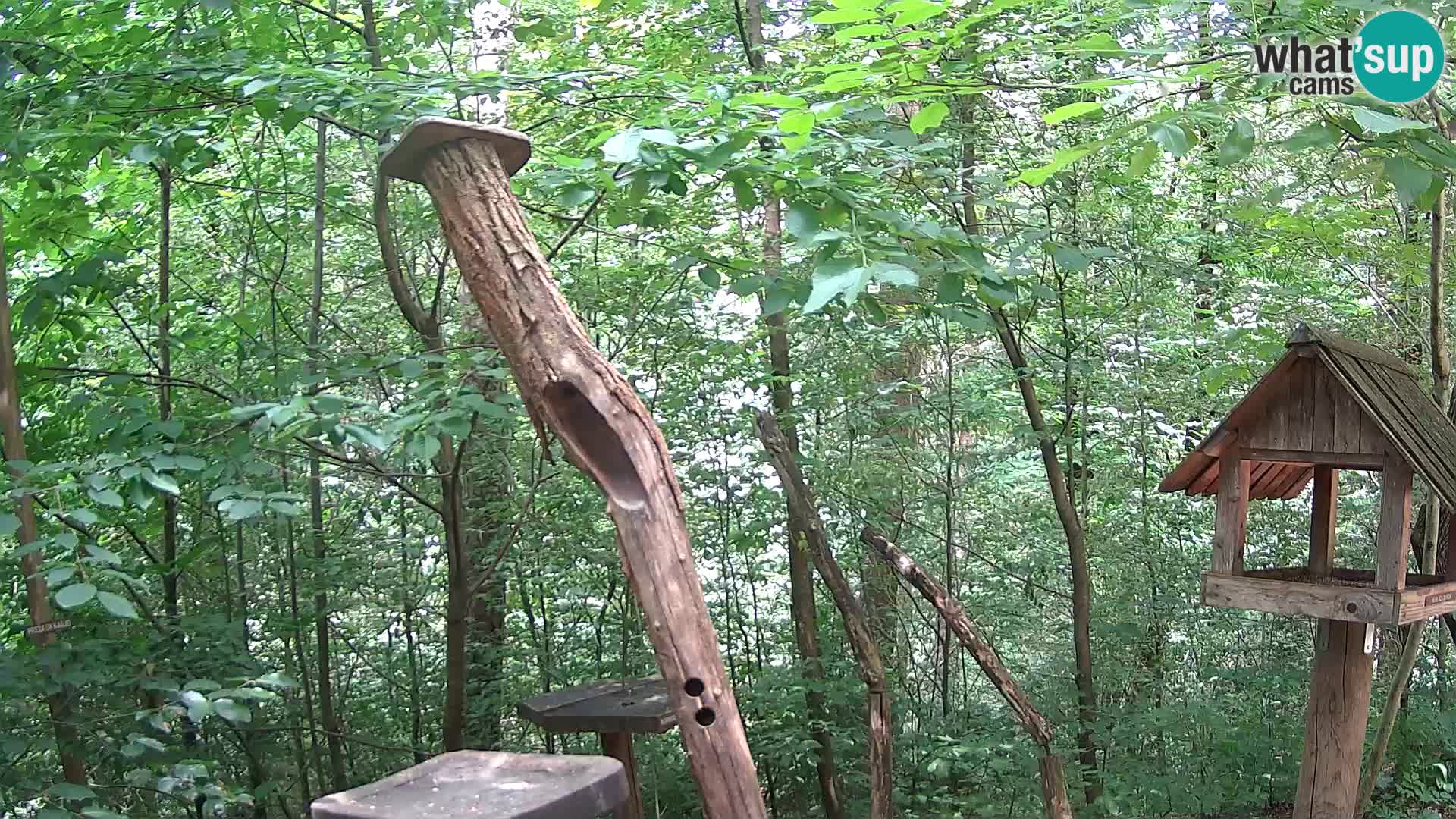 Bird feeders at ZOO Ljubljana webcam