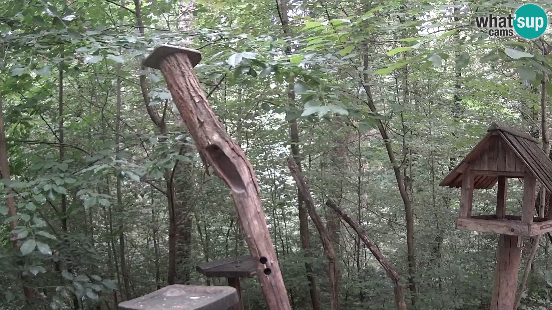 Comederos para pájaros en ZOO Ljubljana camera en vivo