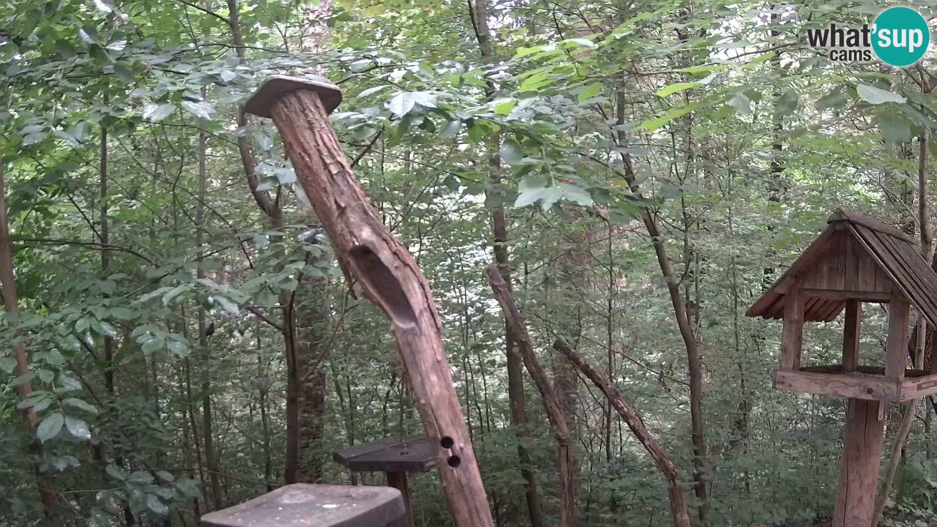 Bird feeders at ZOO Ljubljana webcam