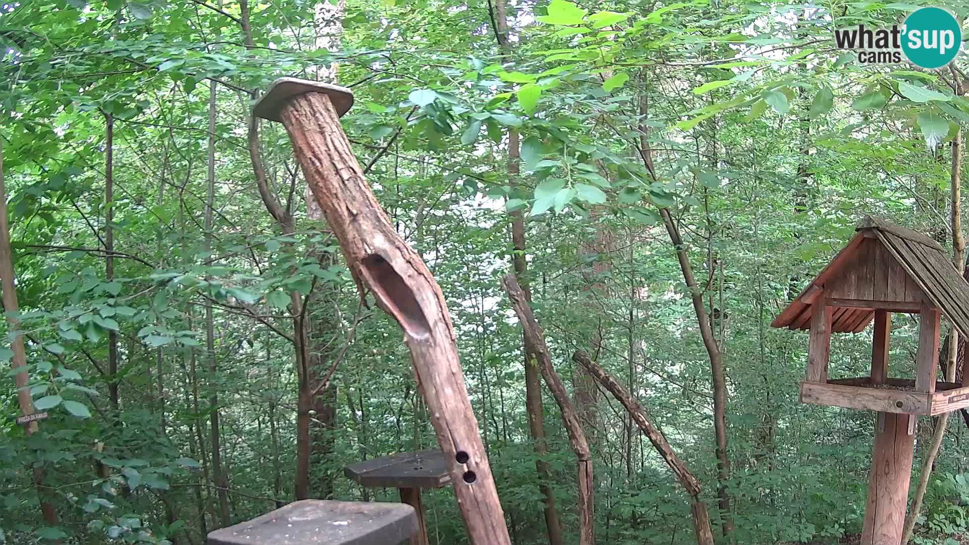 Bird feeders at ZOO Ljubljana webcam
