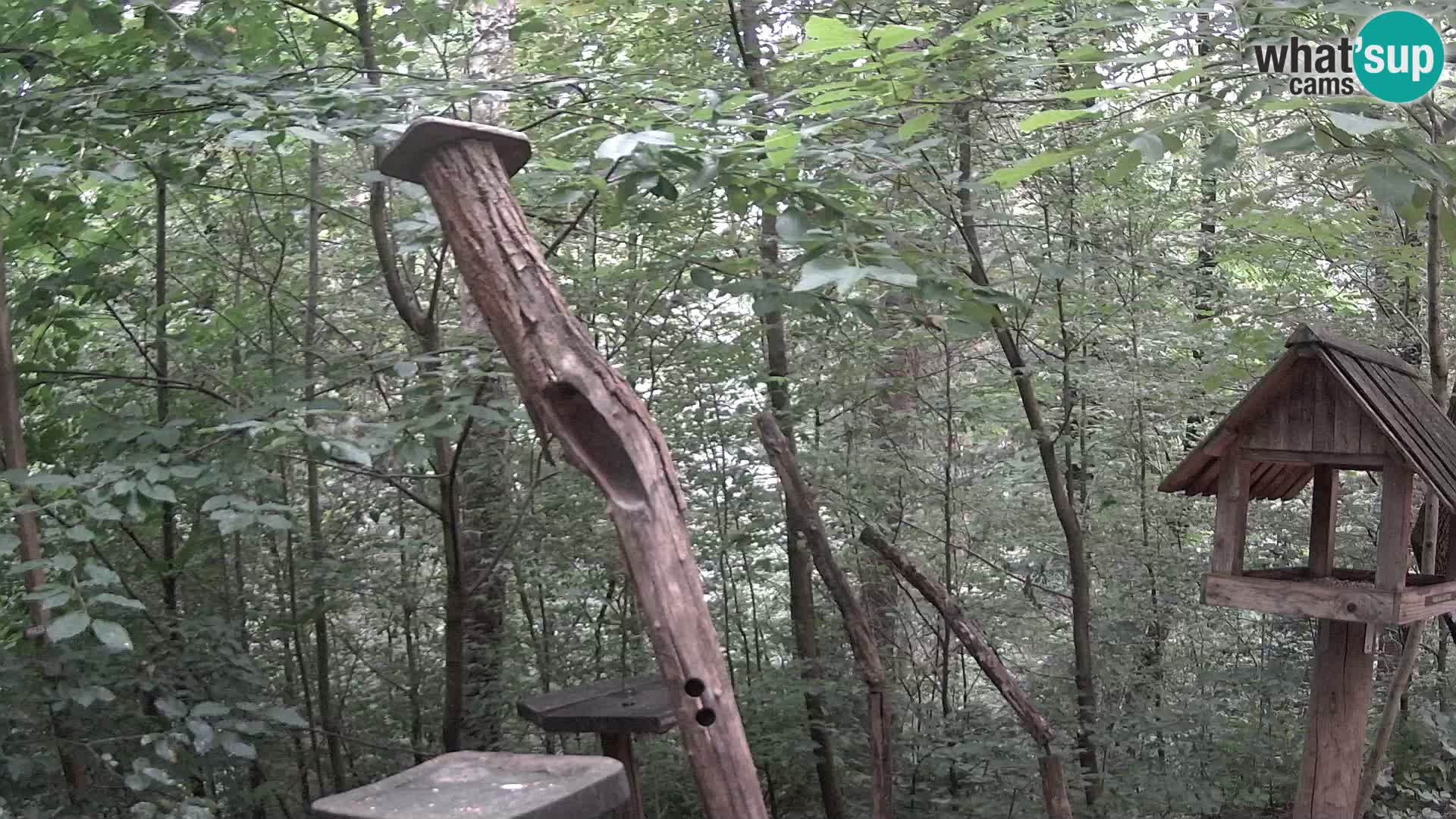 Hranilice za ptice u ZOO web kamera Ljubljana