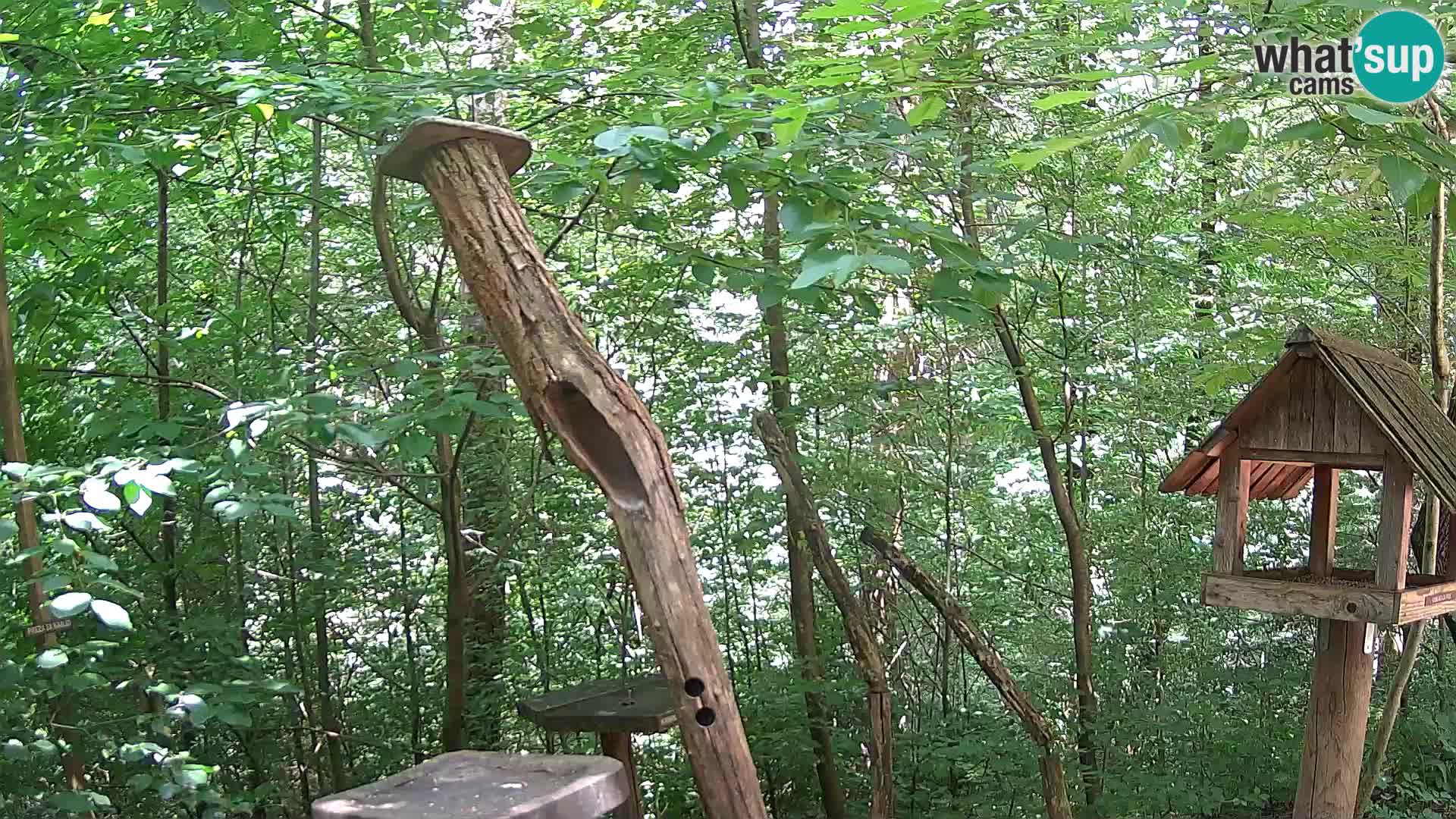 Comederos para pájaros en ZOO Ljubljana camera en vivo