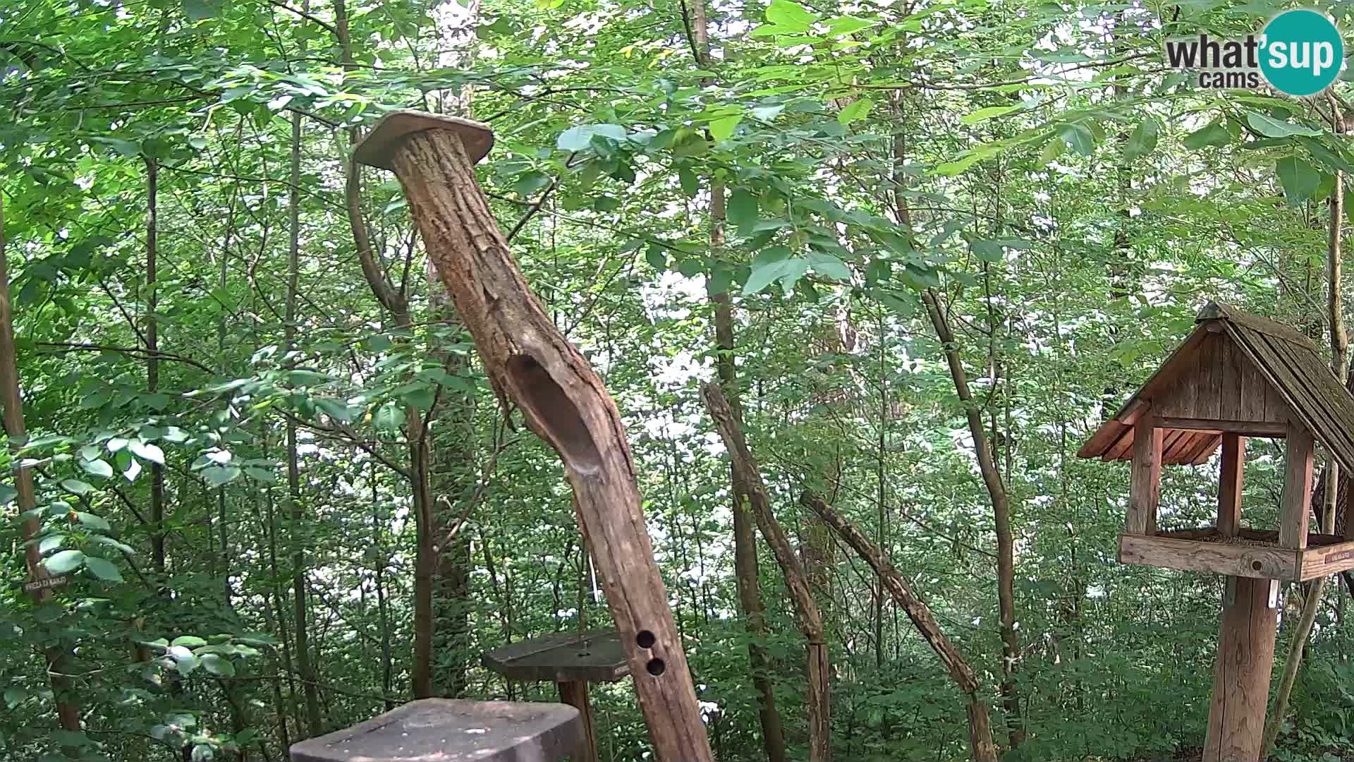 Mangiatoie per uccelli allo ZOO di Lubiana livecam