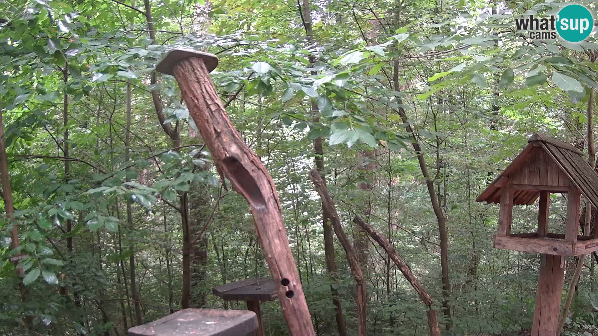 Mangiatoie per uccelli allo ZOO di Lubiana livecam