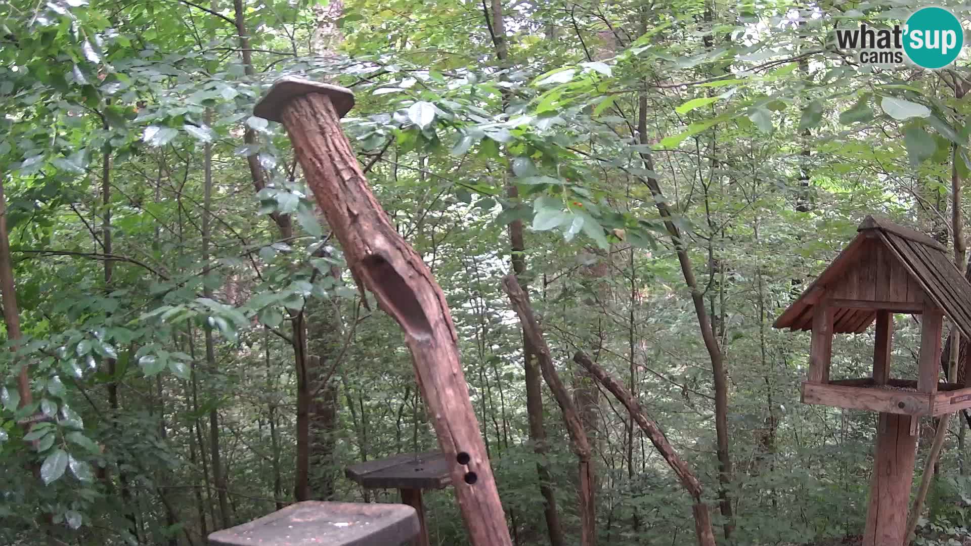 Mangiatoie per uccelli allo ZOO di Lubiana livecam