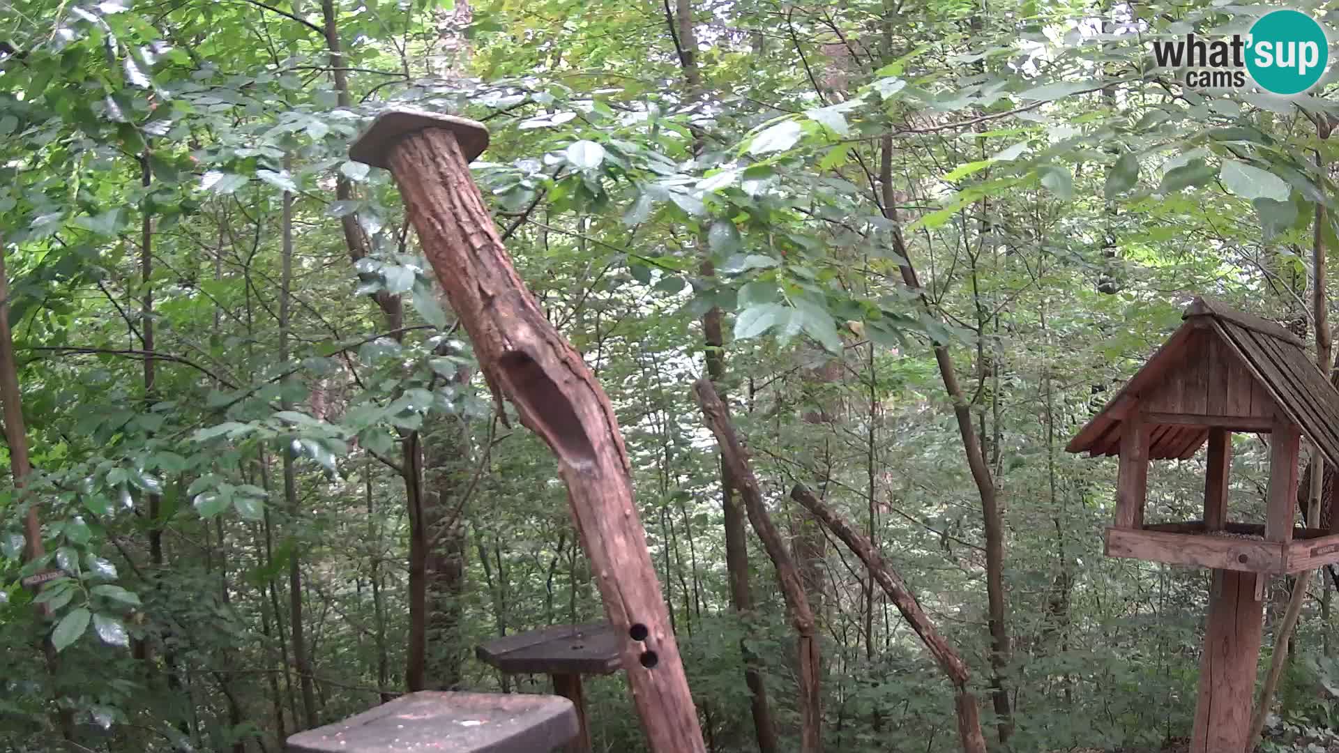 Mangeoires pour oiseaux au ZOO live webcam Ljubljana