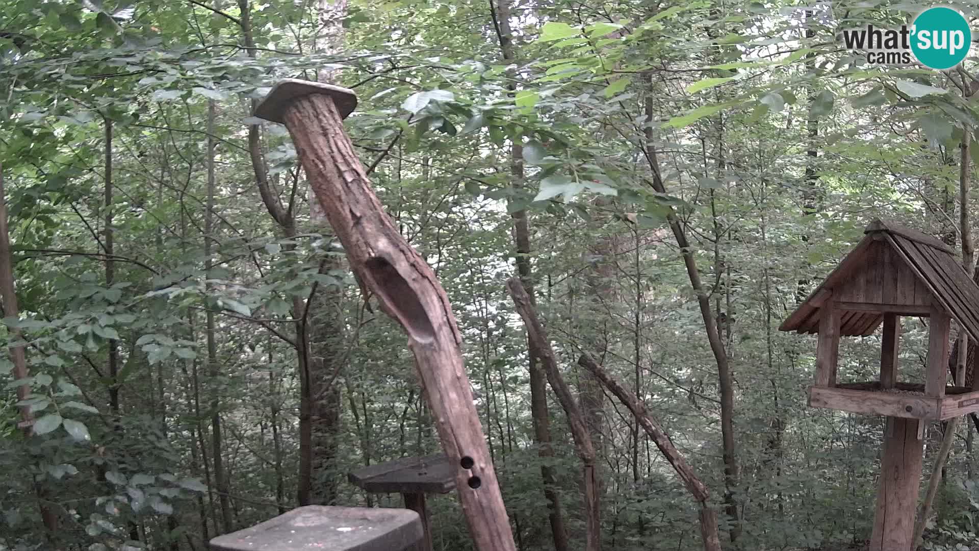 Hranilice za ptice u ZOO web kamera Ljubljana