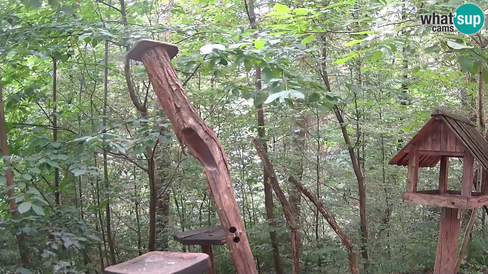 Mangiatoie per uccelli allo ZOO di Lubiana livecam
