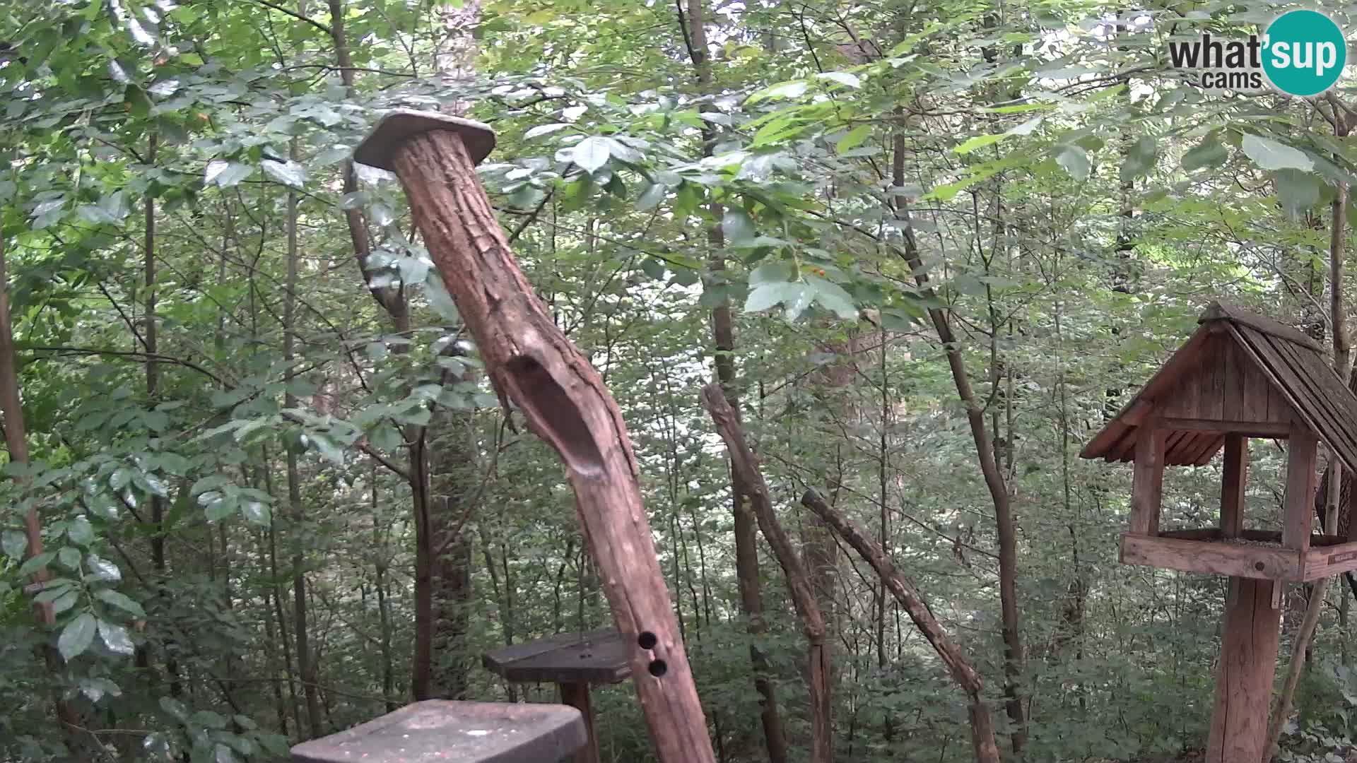 Comederos para pájaros en ZOO Ljubljana camera en vivo