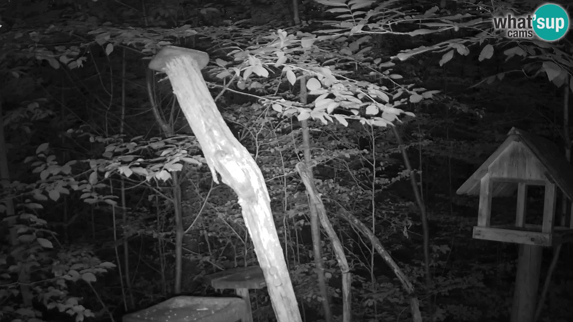 Mangeoires pour oiseaux au ZOO live webcam Ljubljana