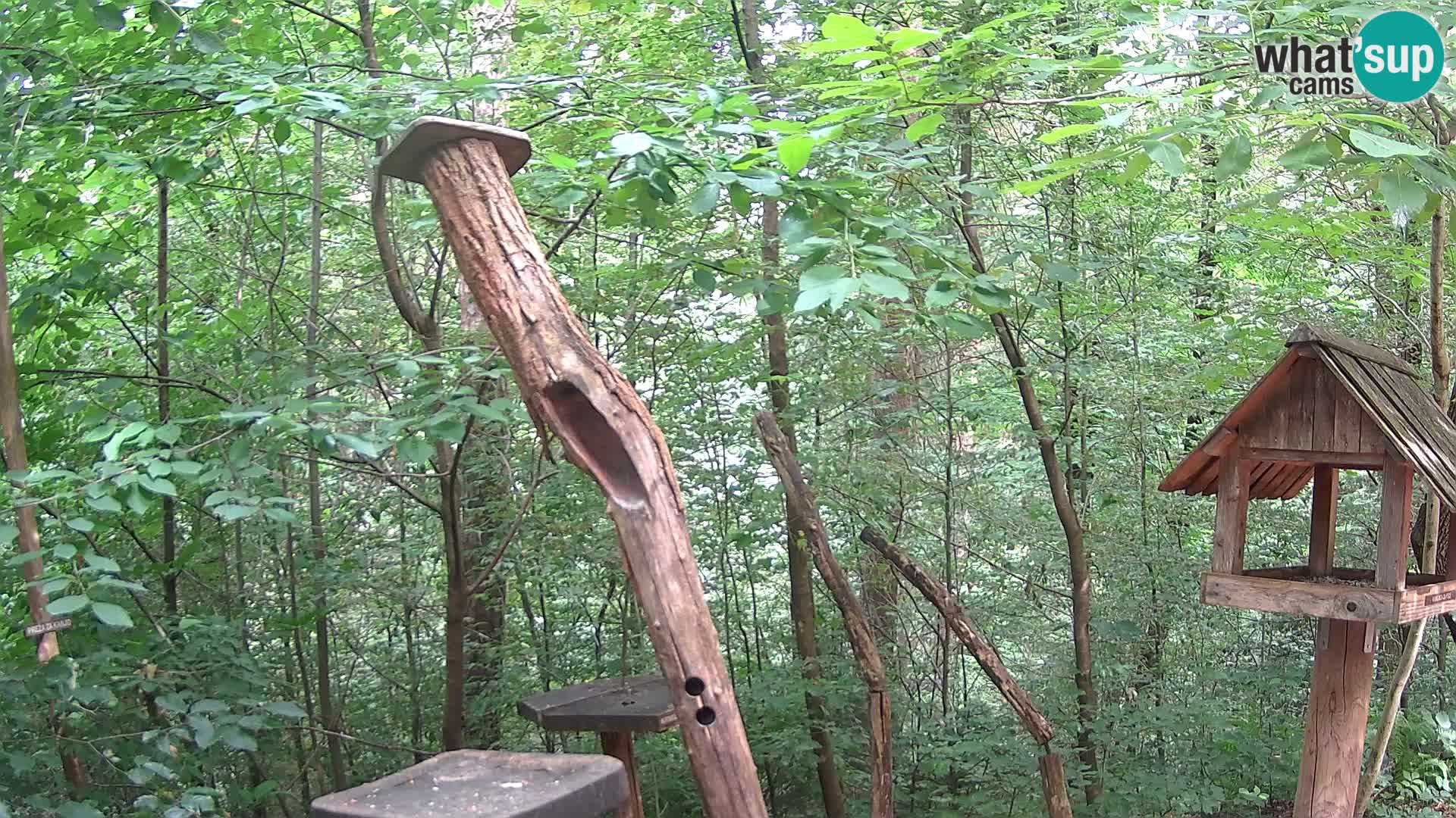 Mangeoires pour oiseaux au ZOO live webcam Ljubljana