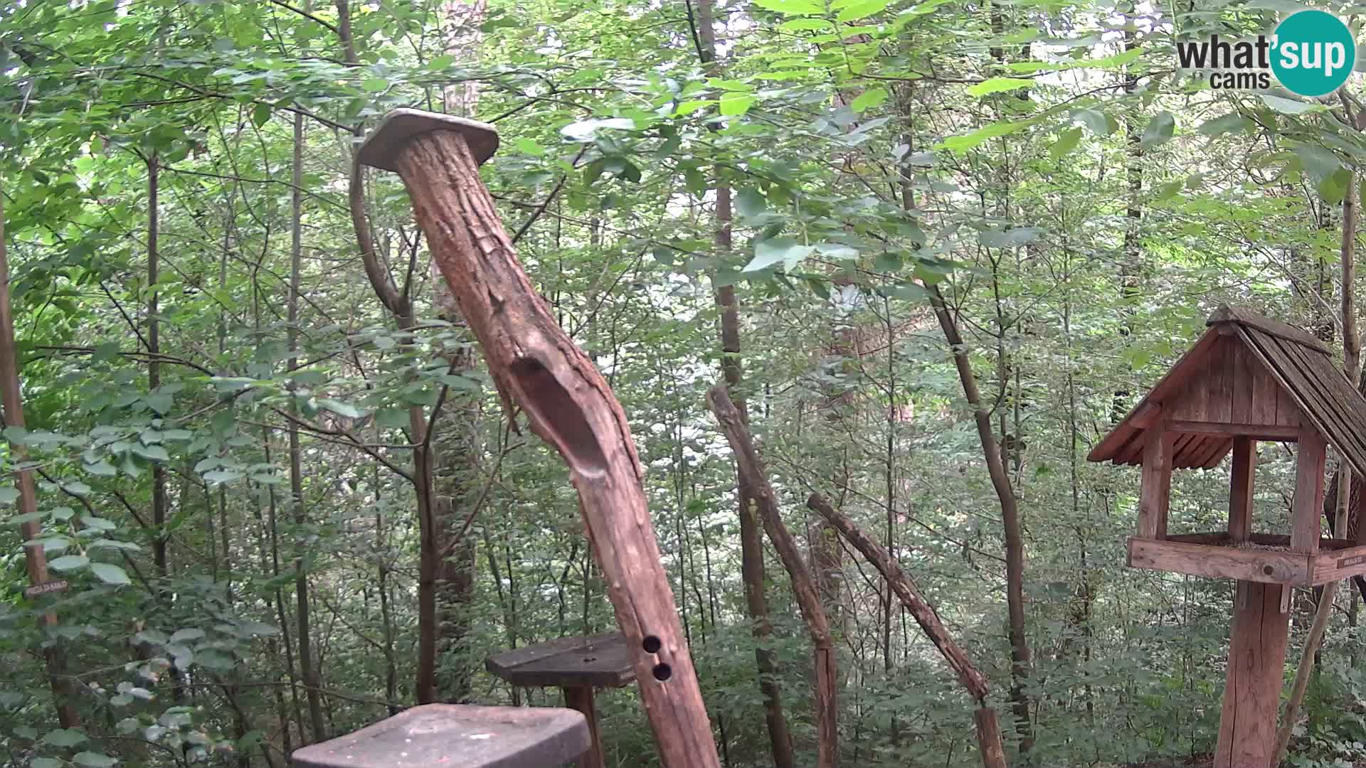Mangeoires pour oiseaux au ZOO live webcam Ljubljana