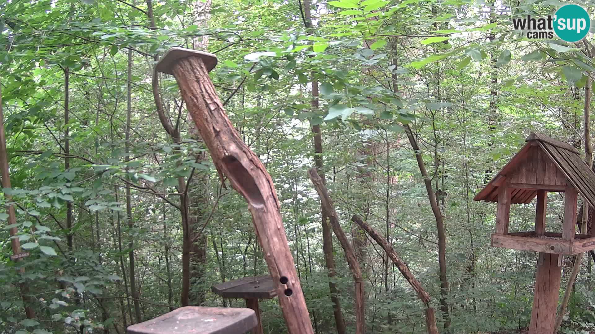 Mangeoires pour oiseaux au ZOO live webcam Ljubljana