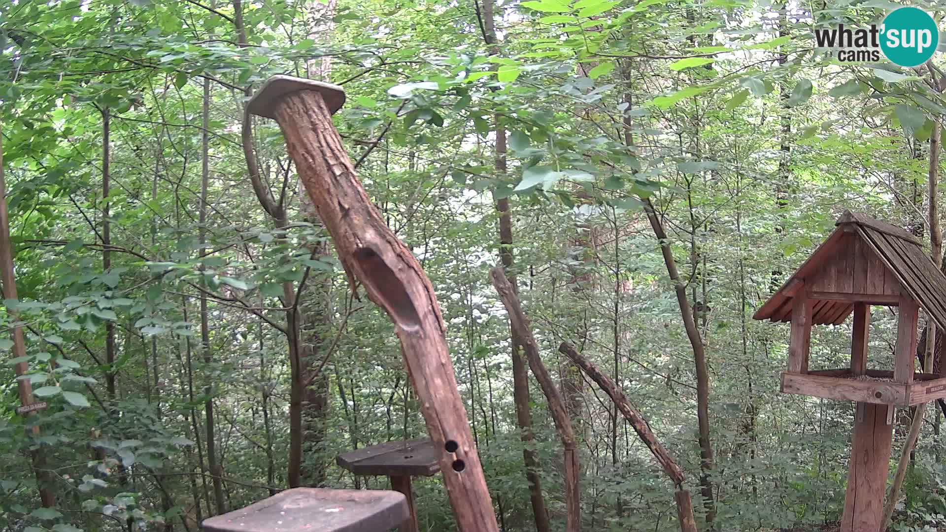 Hranilice za ptice u ZOO web kamera Ljubljana