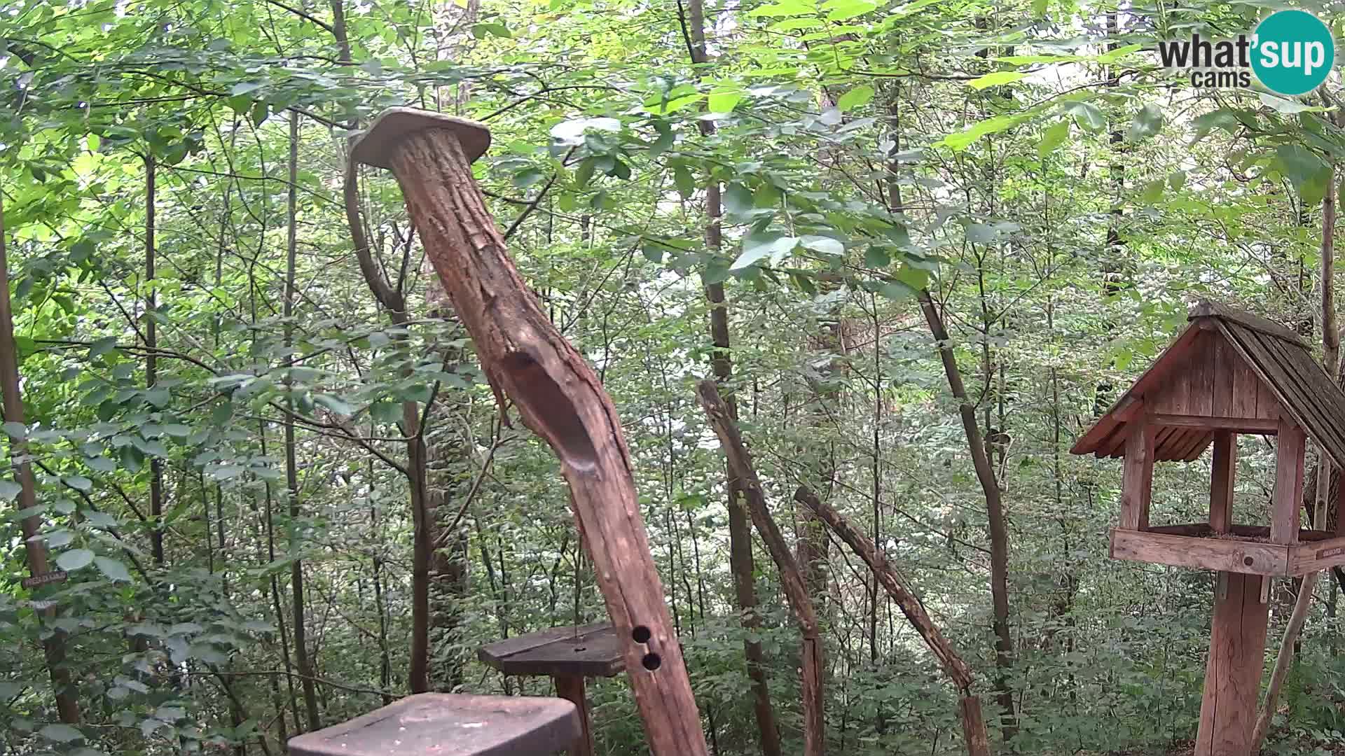 Mangeoires pour oiseaux au ZOO live webcam Ljubljana