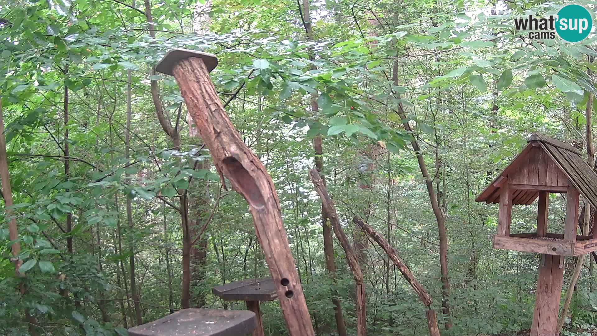 Comederos para pájaros en ZOO Ljubljana camera en vivo