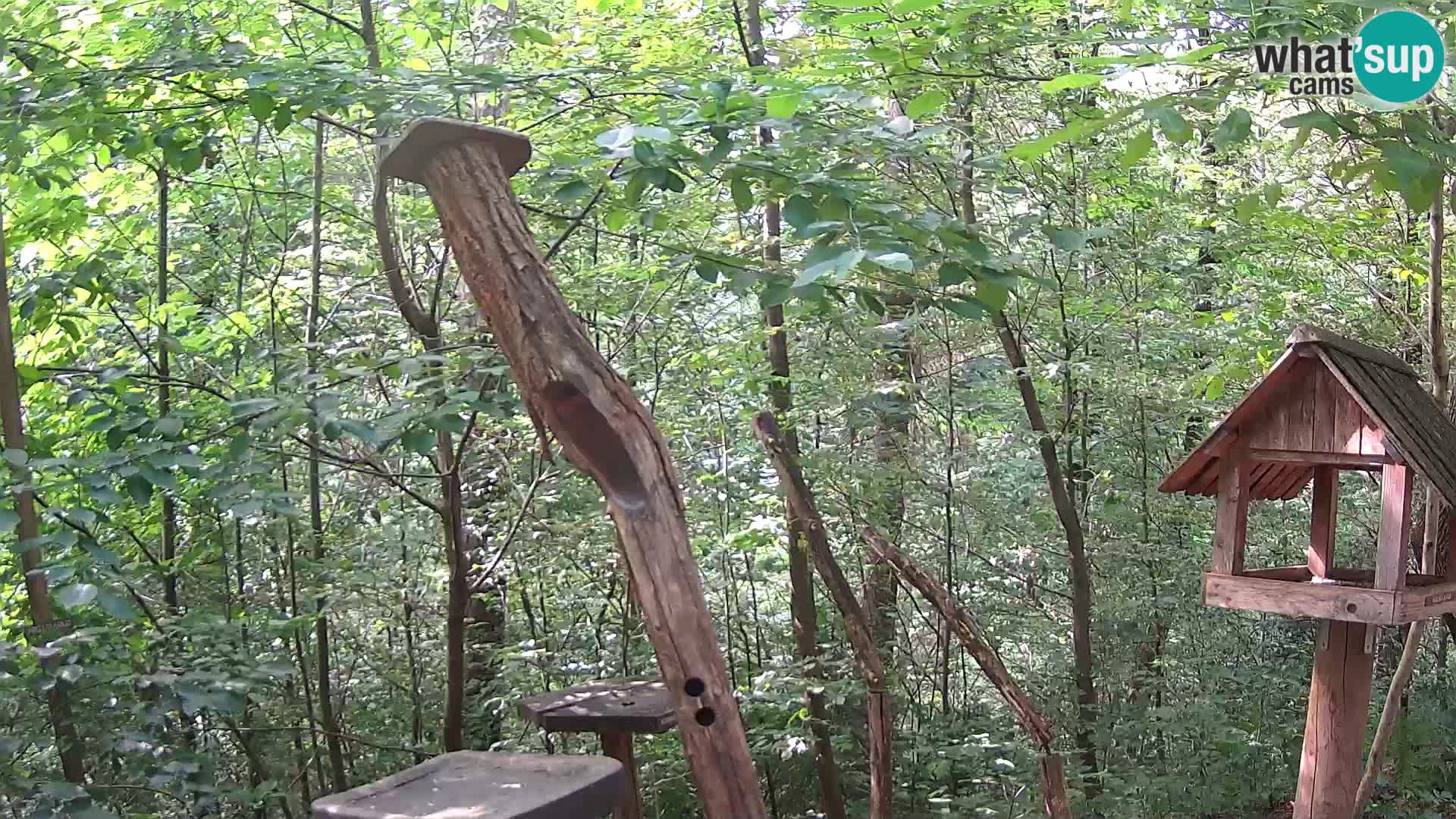 Bird feeders at ZOO Ljubljana webcam