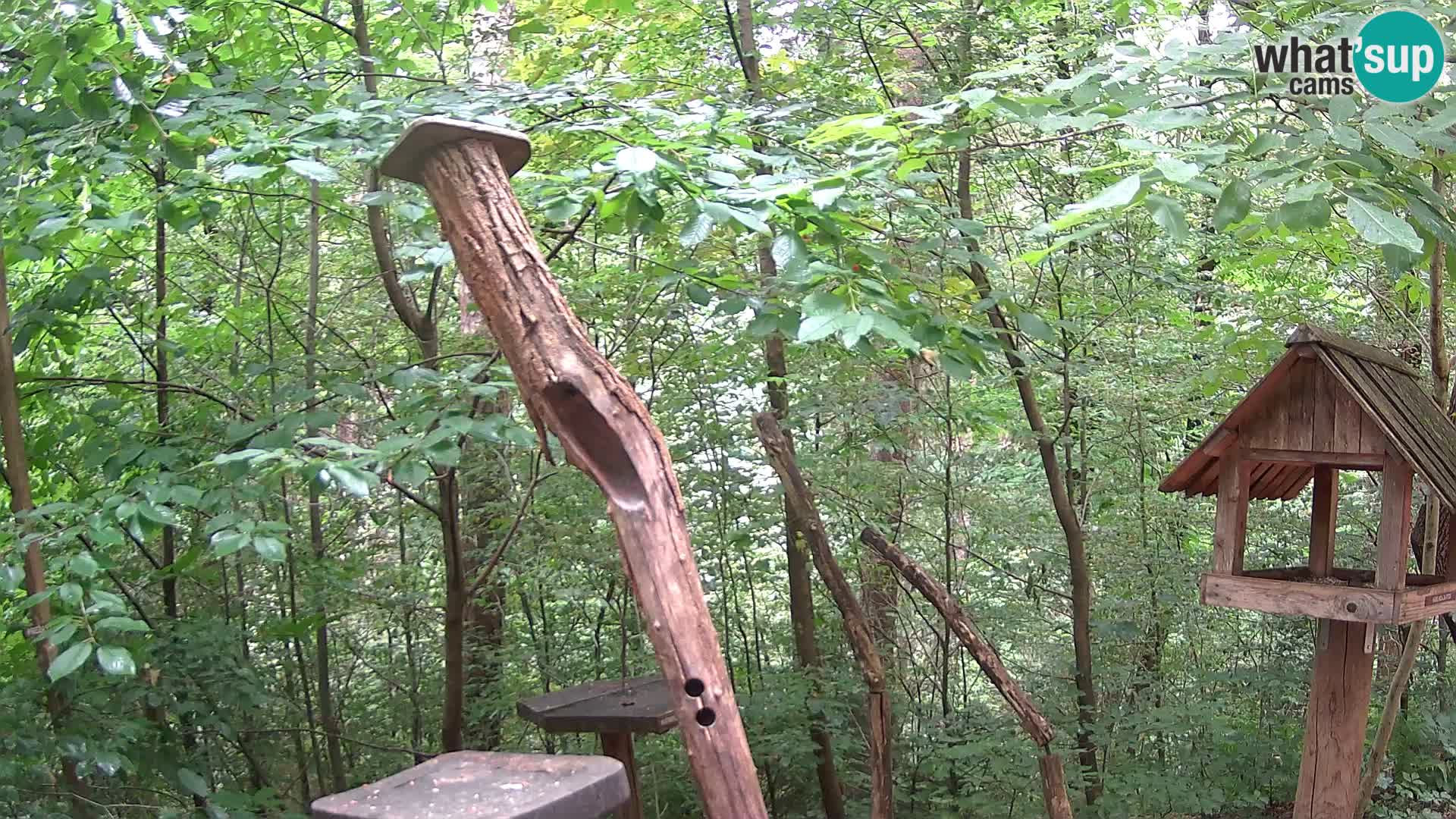 Mangeoires pour oiseaux au ZOO live webcam Ljubljana
