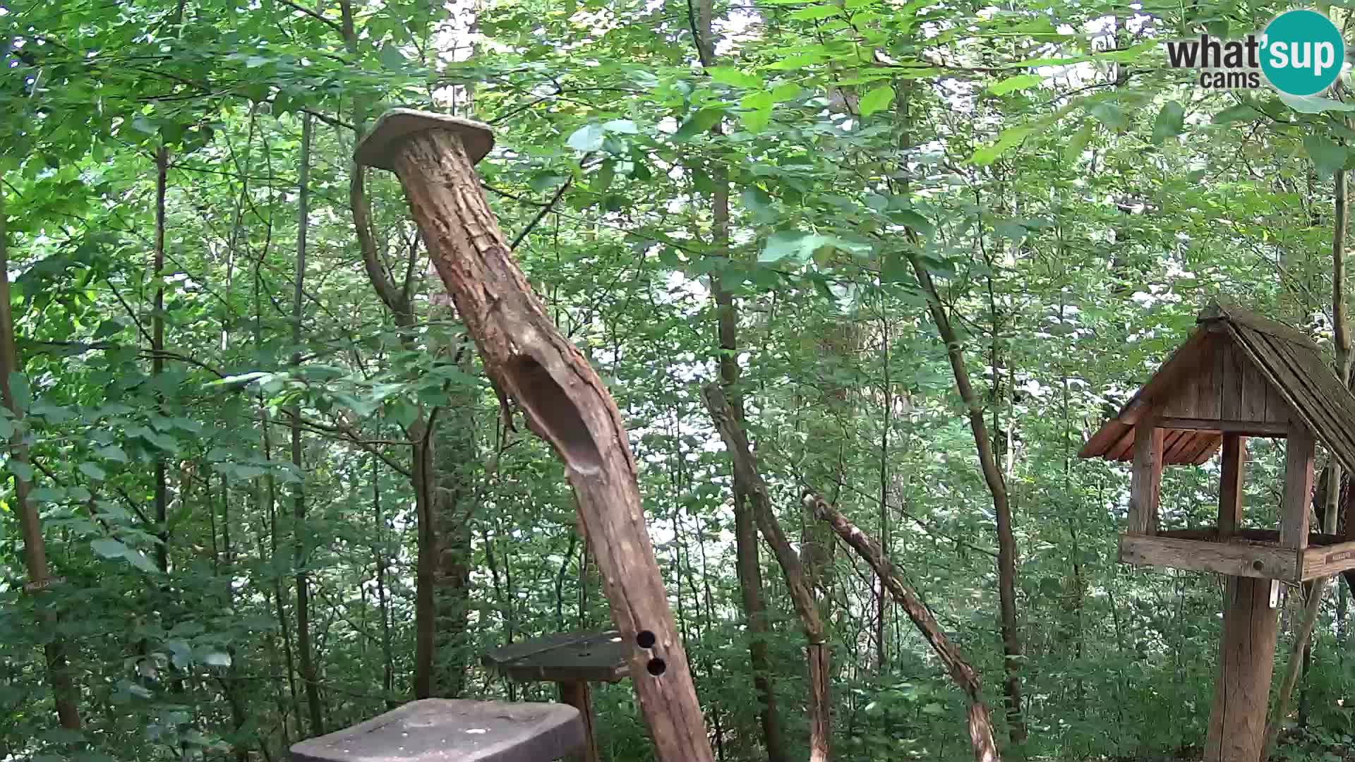 Comederos para pájaros en ZOO Ljubljana camera en vivo