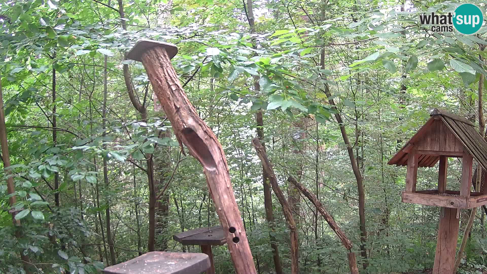 Hranilice za ptice u ZOO web kamera Ljubljana