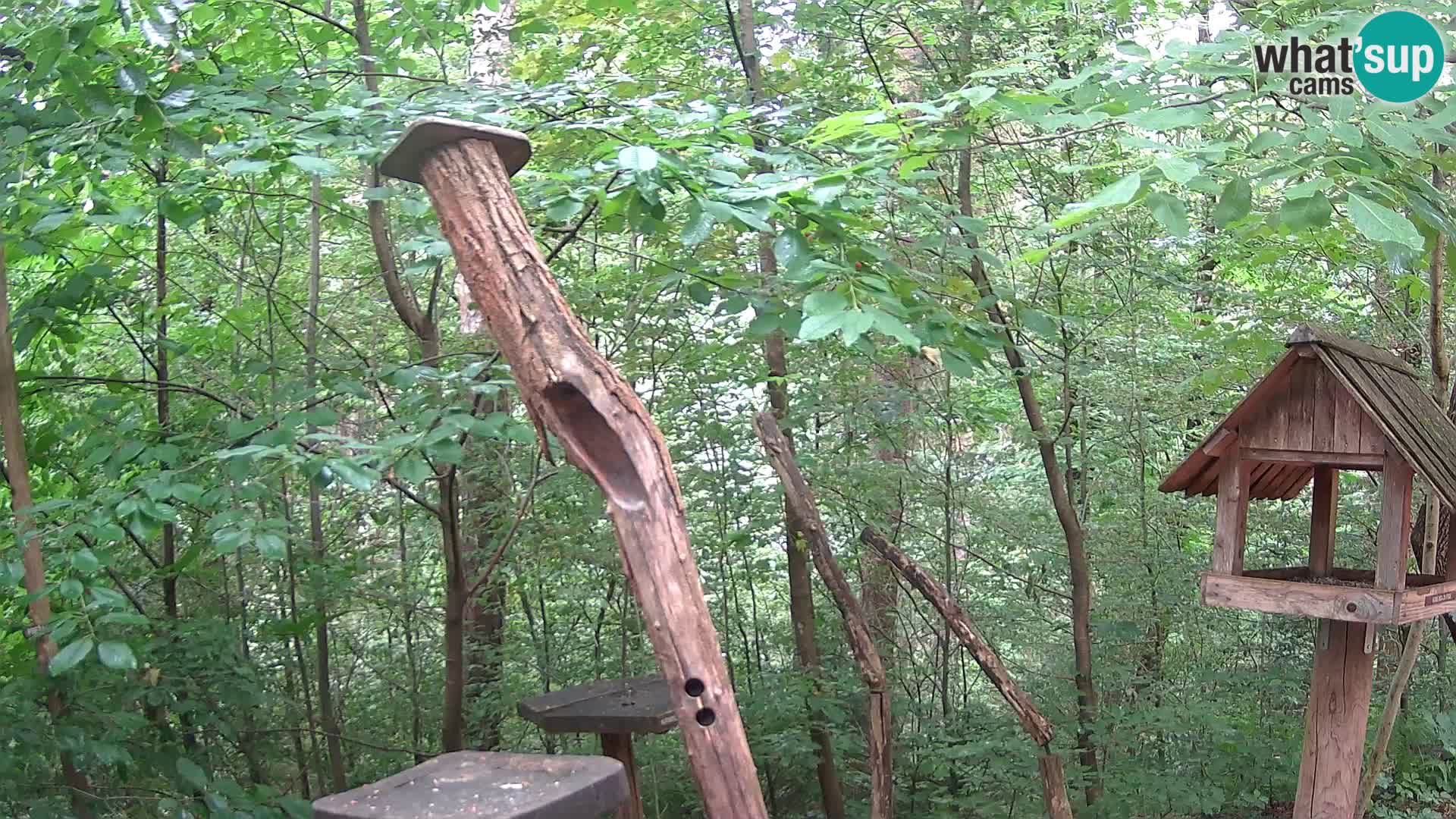 Mangeoires pour oiseaux au ZOO live webcam Ljubljana