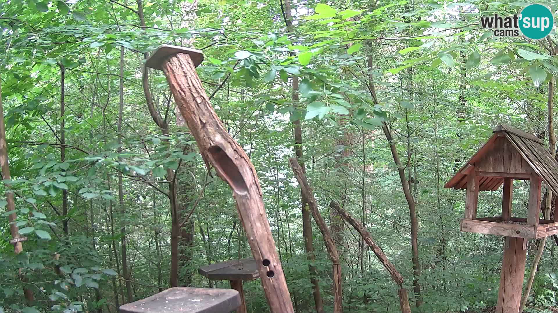 Mangeoires pour oiseaux au ZOO live webcam Ljubljana