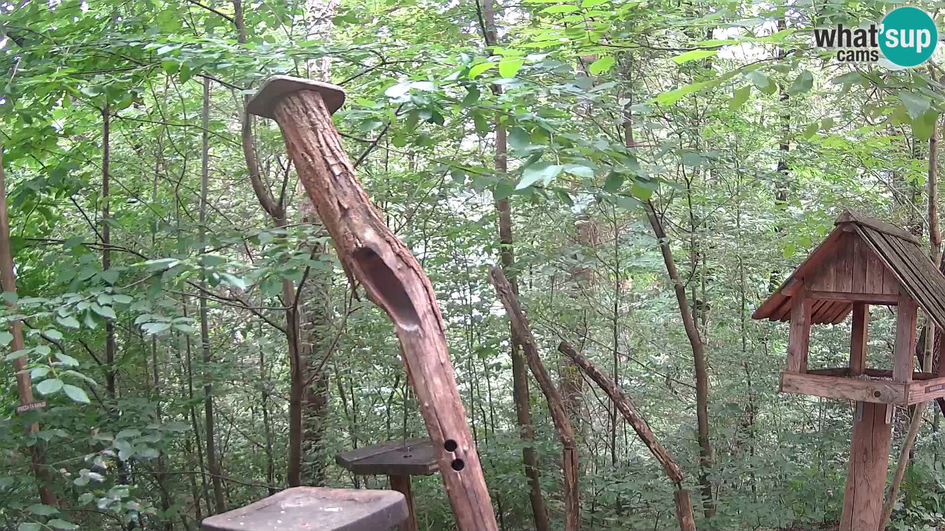 Hranilice za ptice u ZOO web kamera Ljubljana
