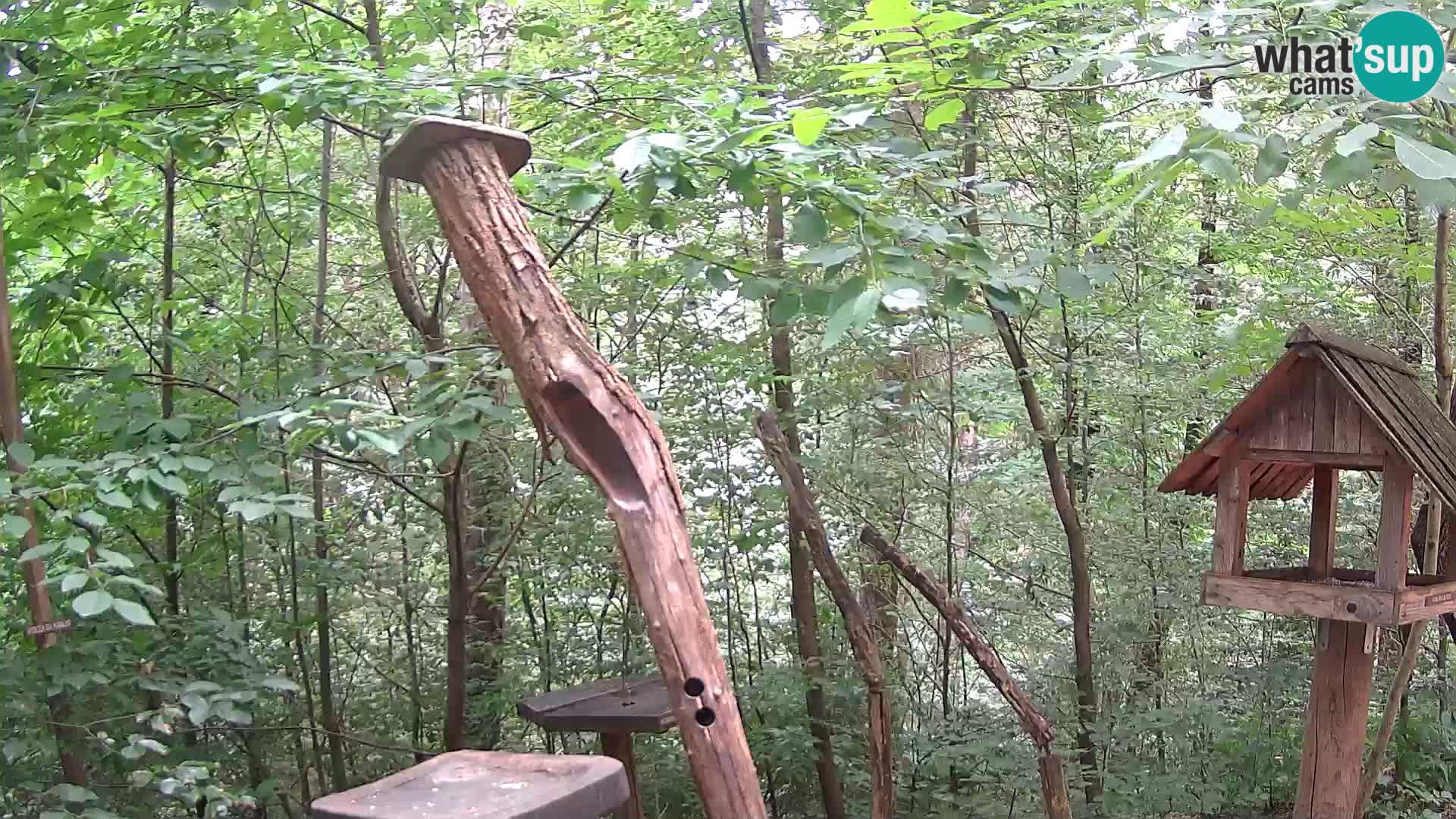 Comederos para pájaros en ZOO Ljubljana camera en vivo