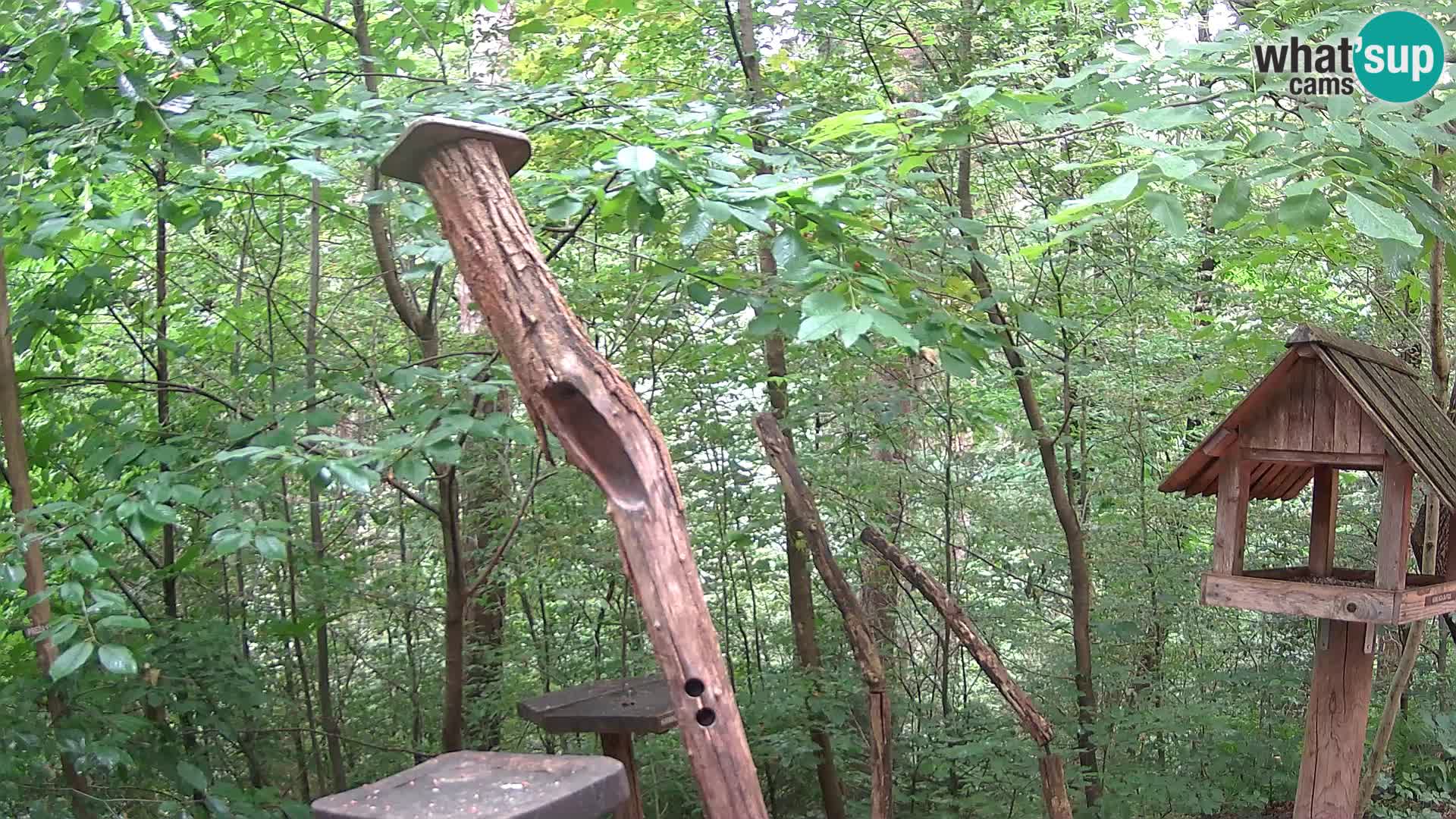 Hranilice za ptice u ZOO web kamera Ljubljana