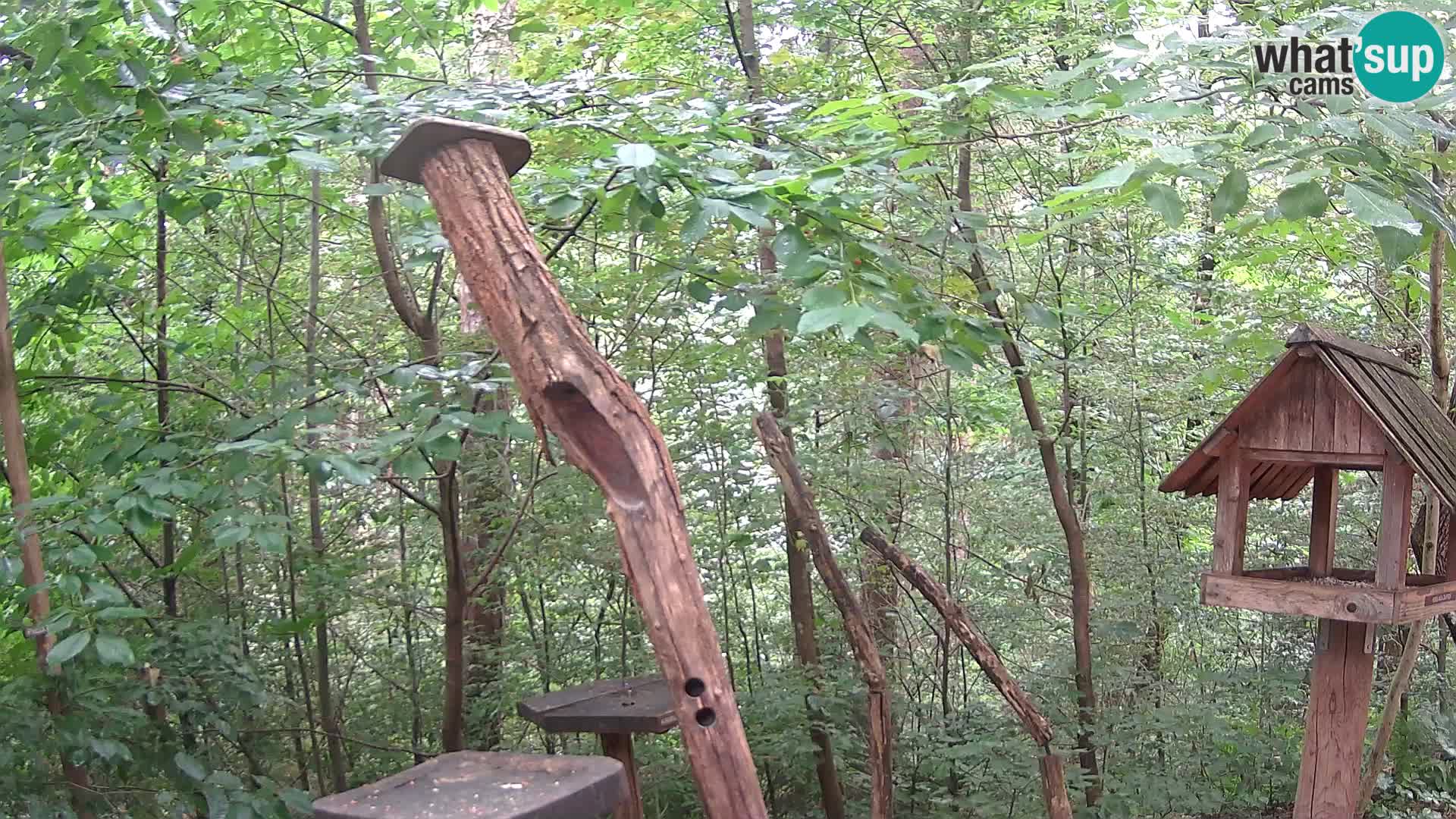 Hranilice za ptice u ZOO web kamera Ljubljana