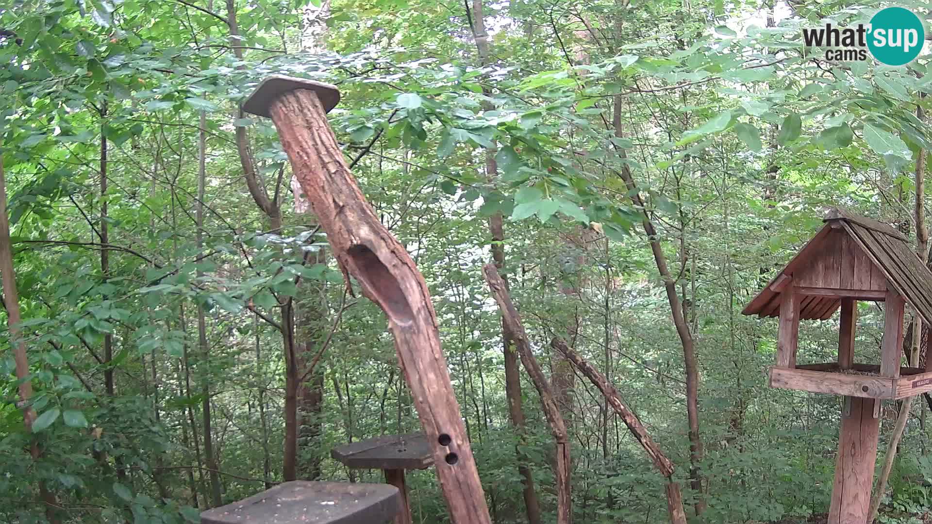 Hranilice za ptice u ZOO web kamera Ljubljana